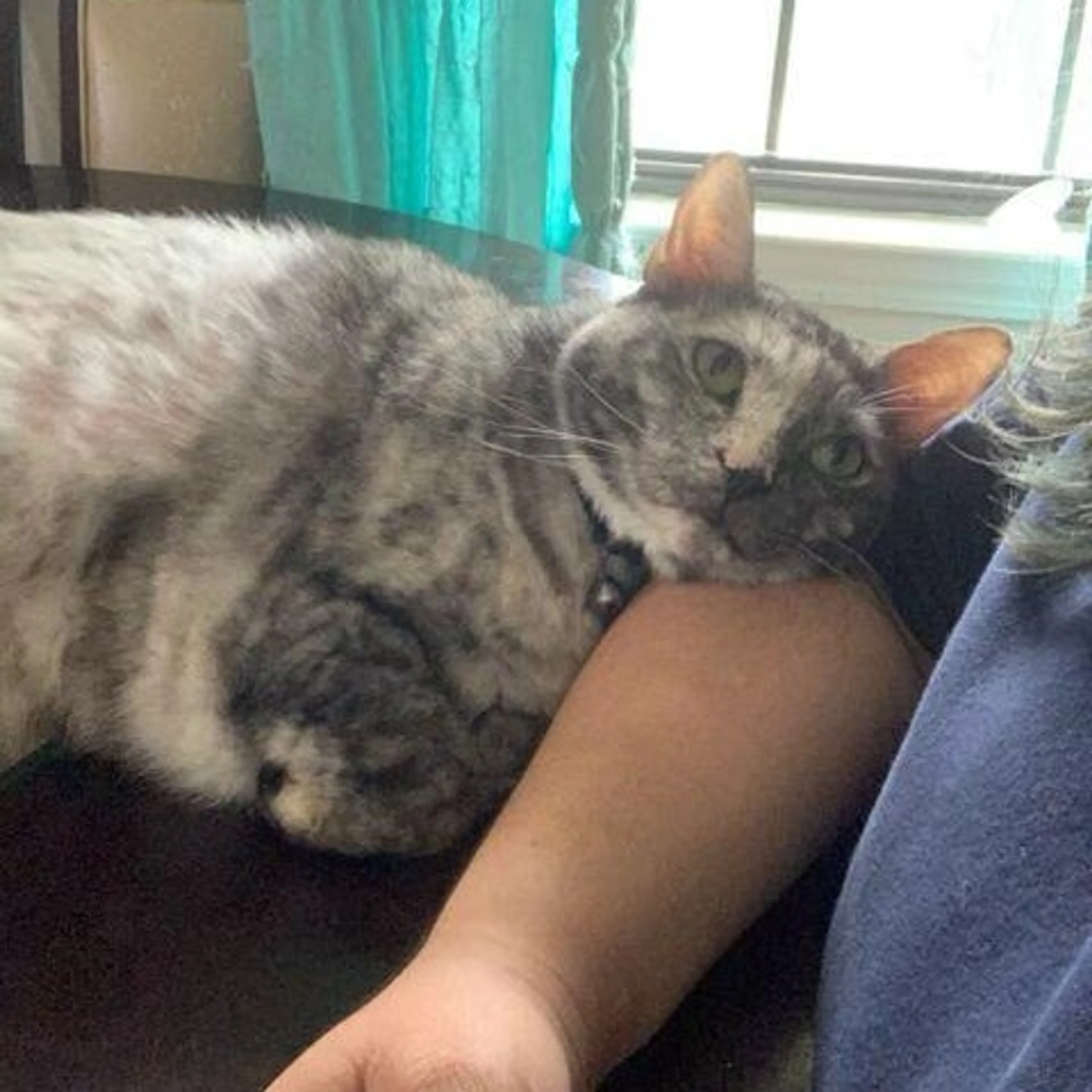 Found pet-1