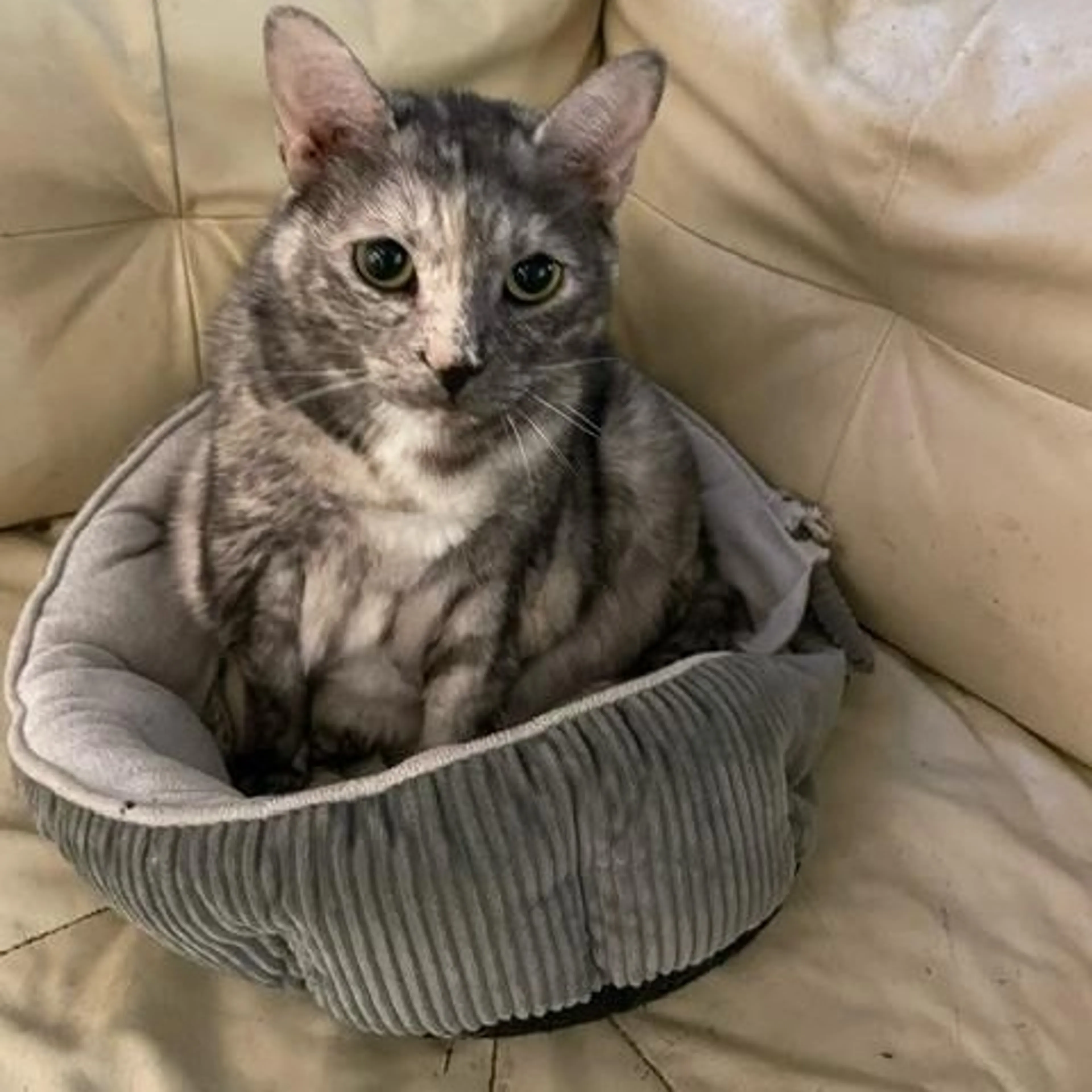 Found pet-3