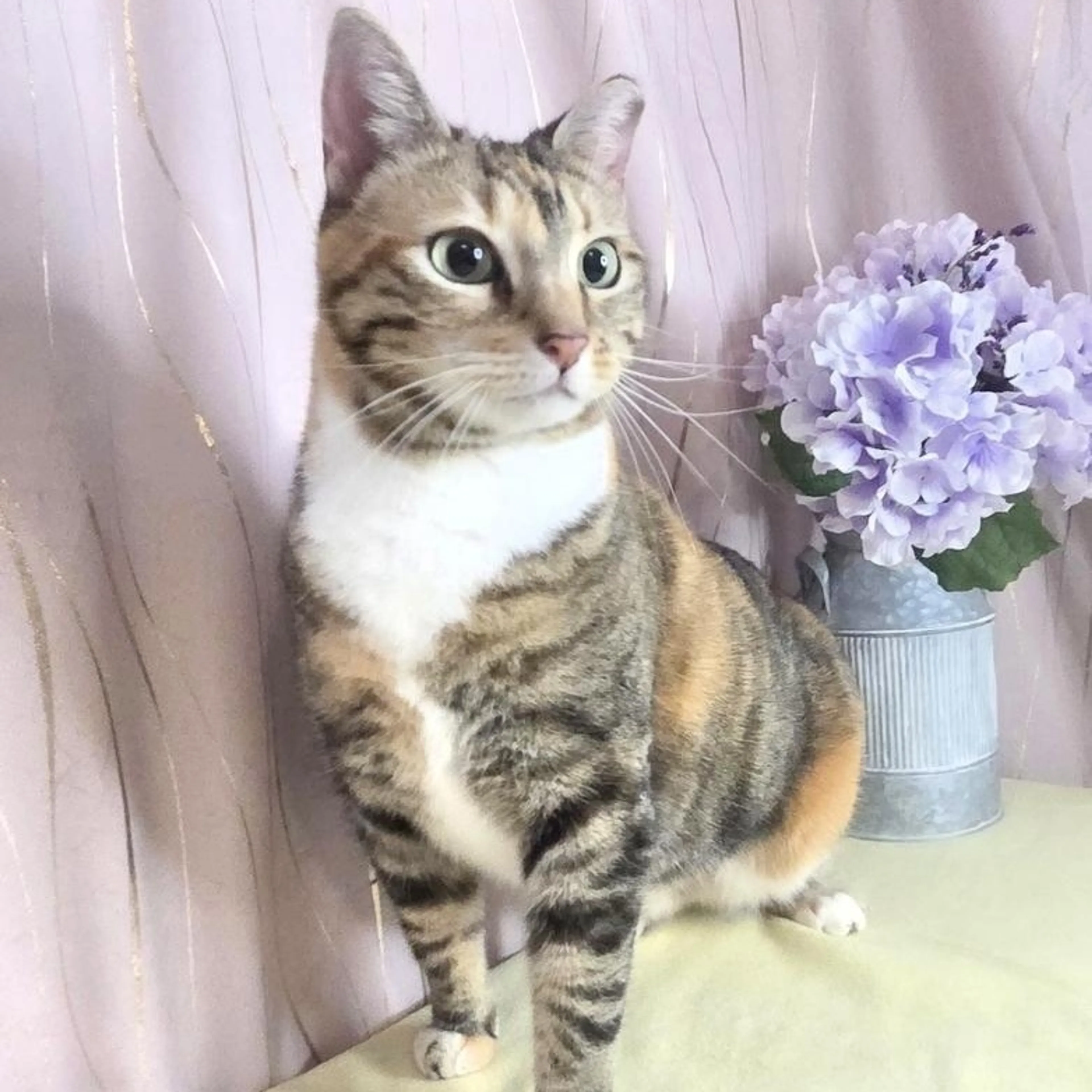 Found pet-2