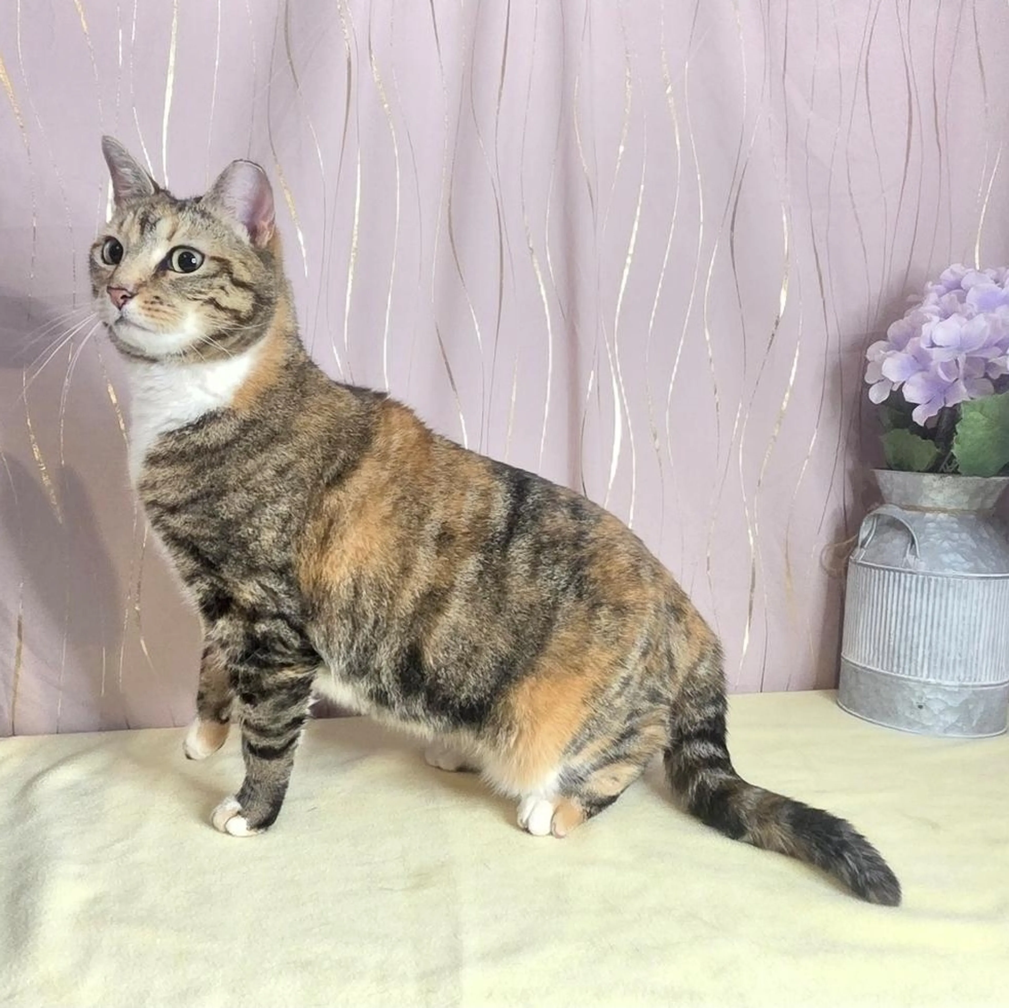 Found pet-5