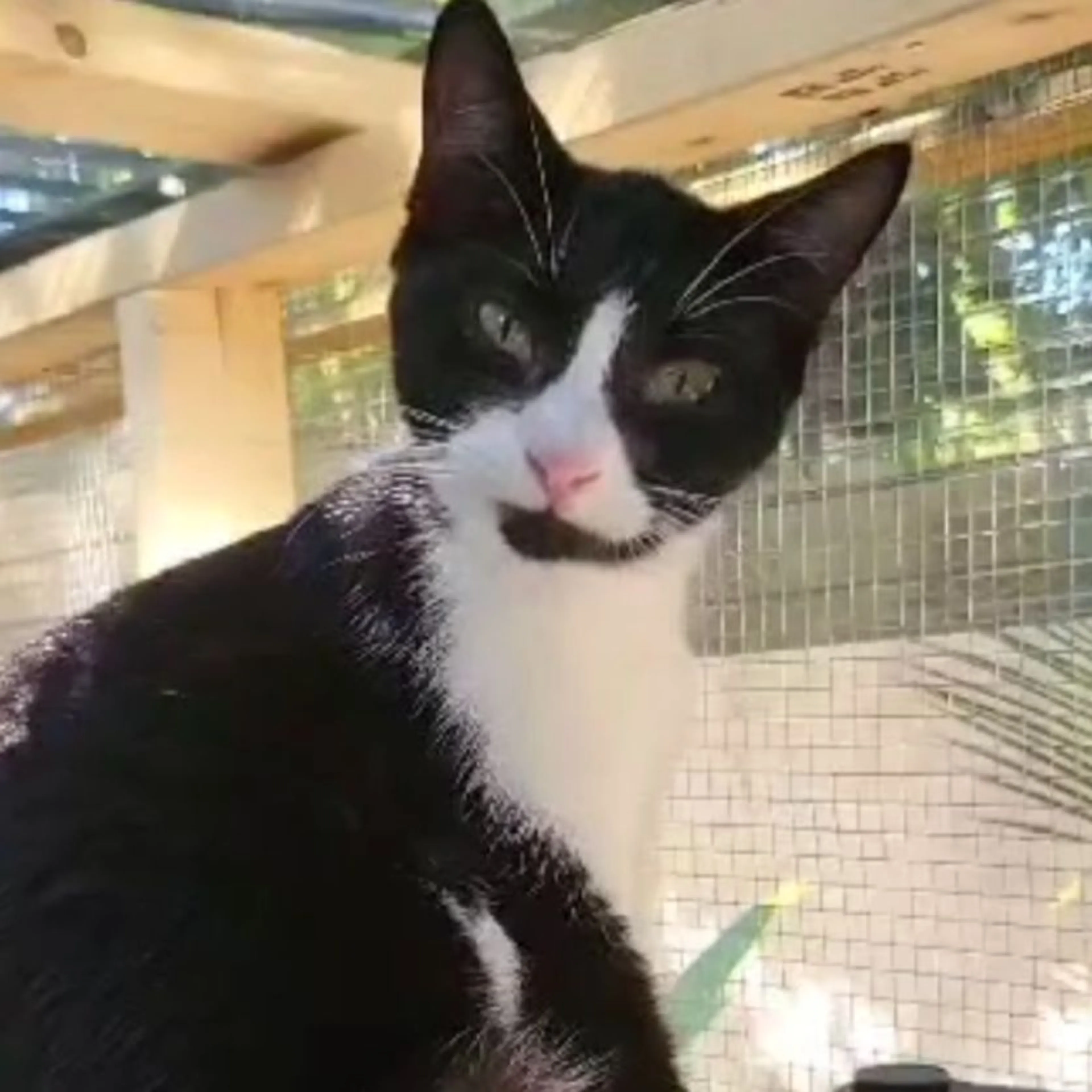 Lost pet