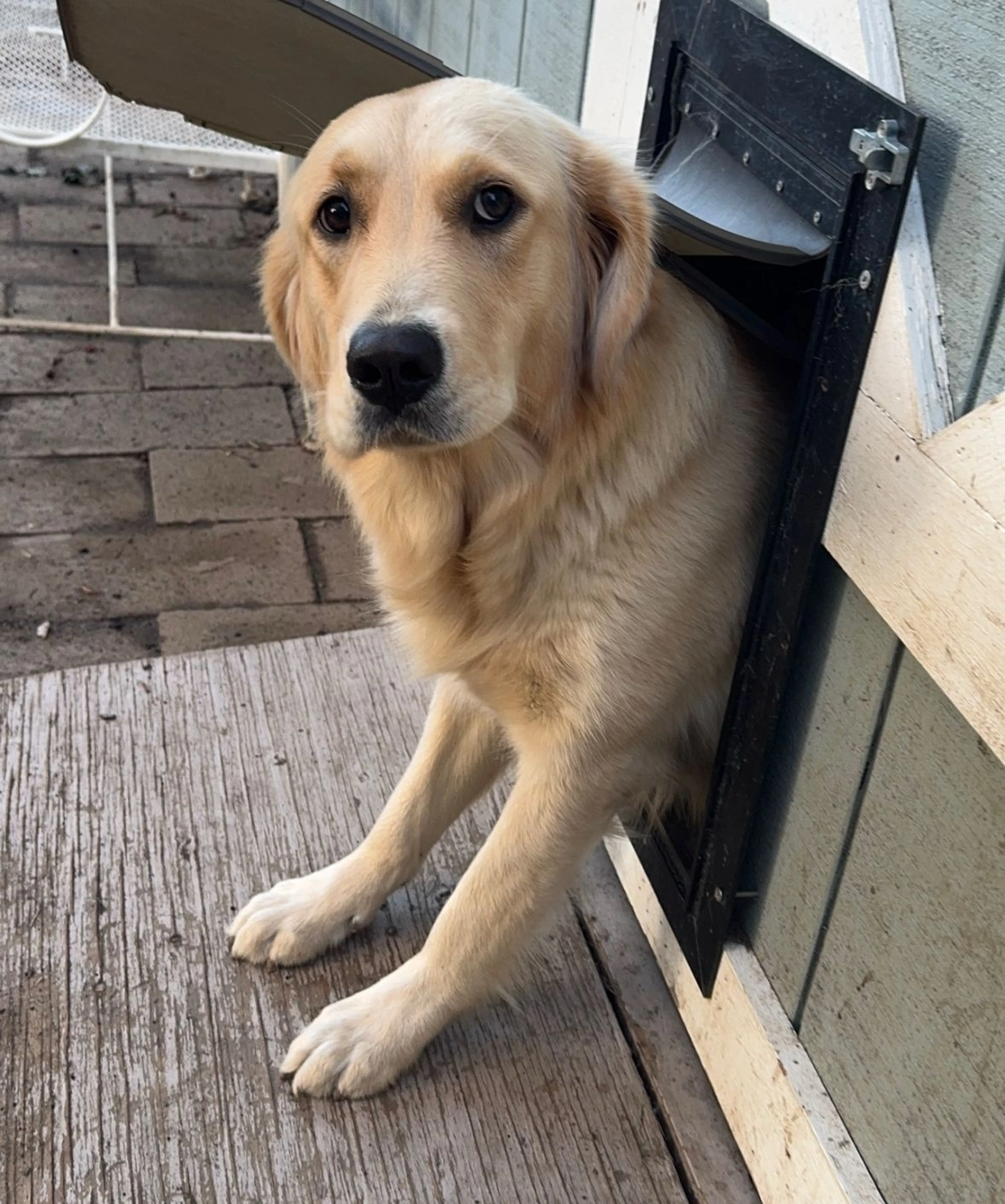 Lost pet-1