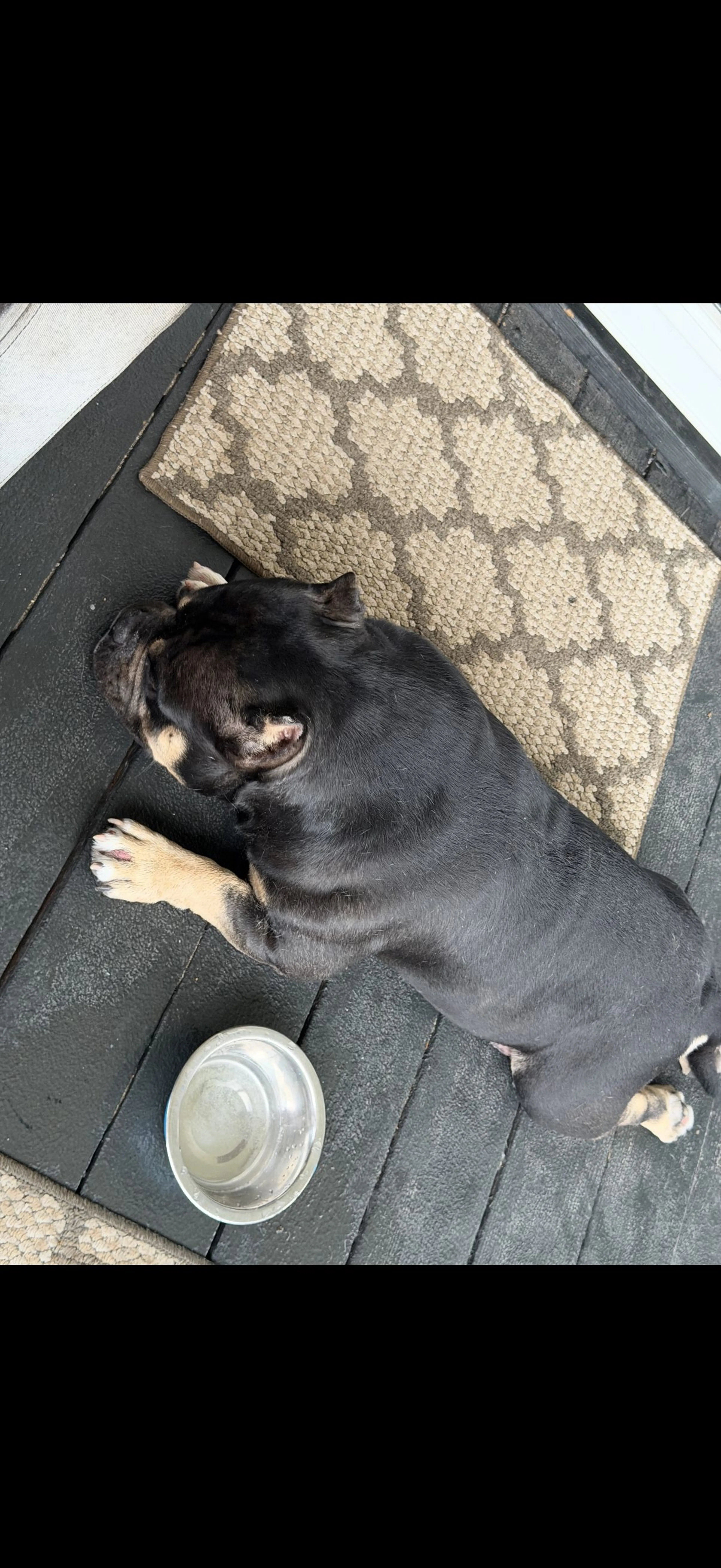 Lost pet