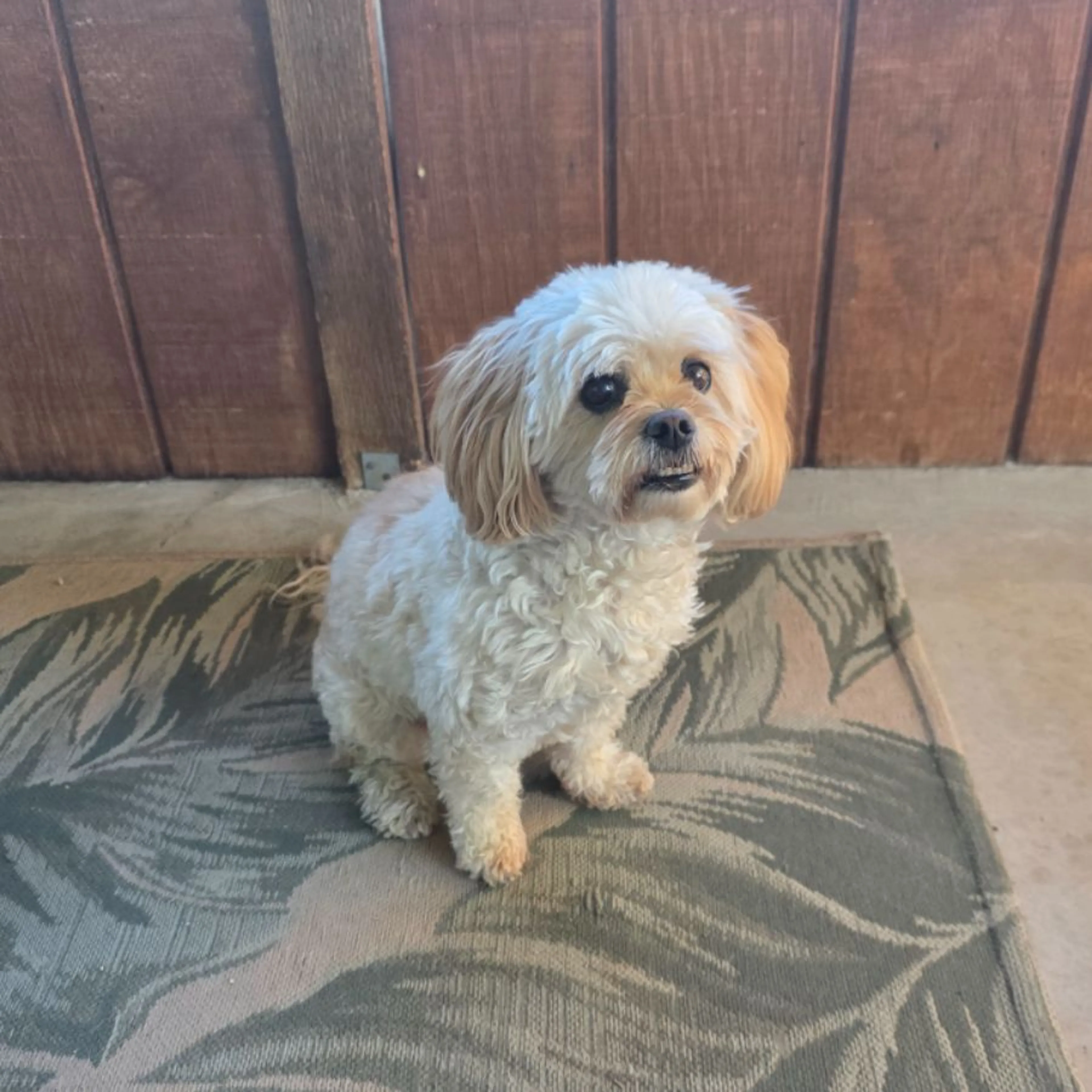 Lost pet