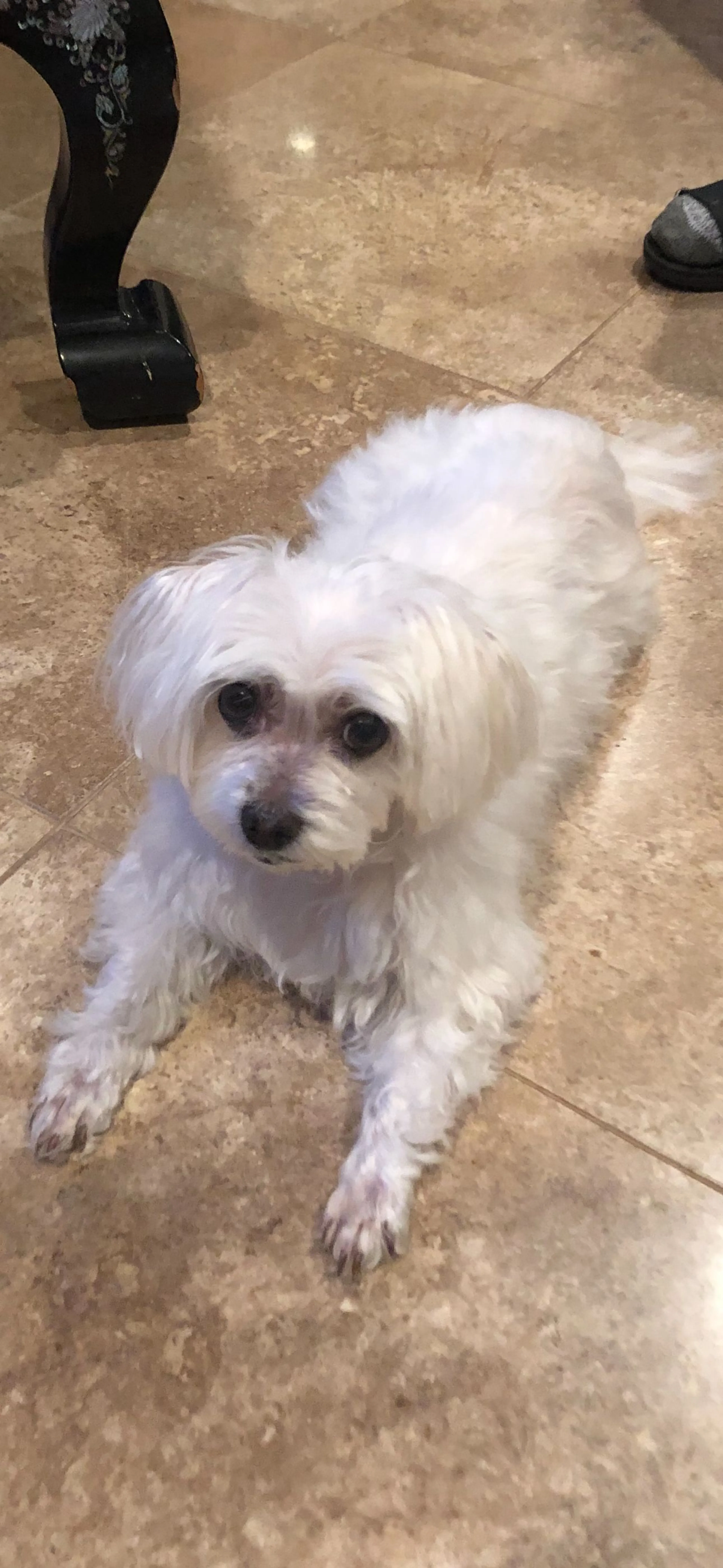 Lost pet