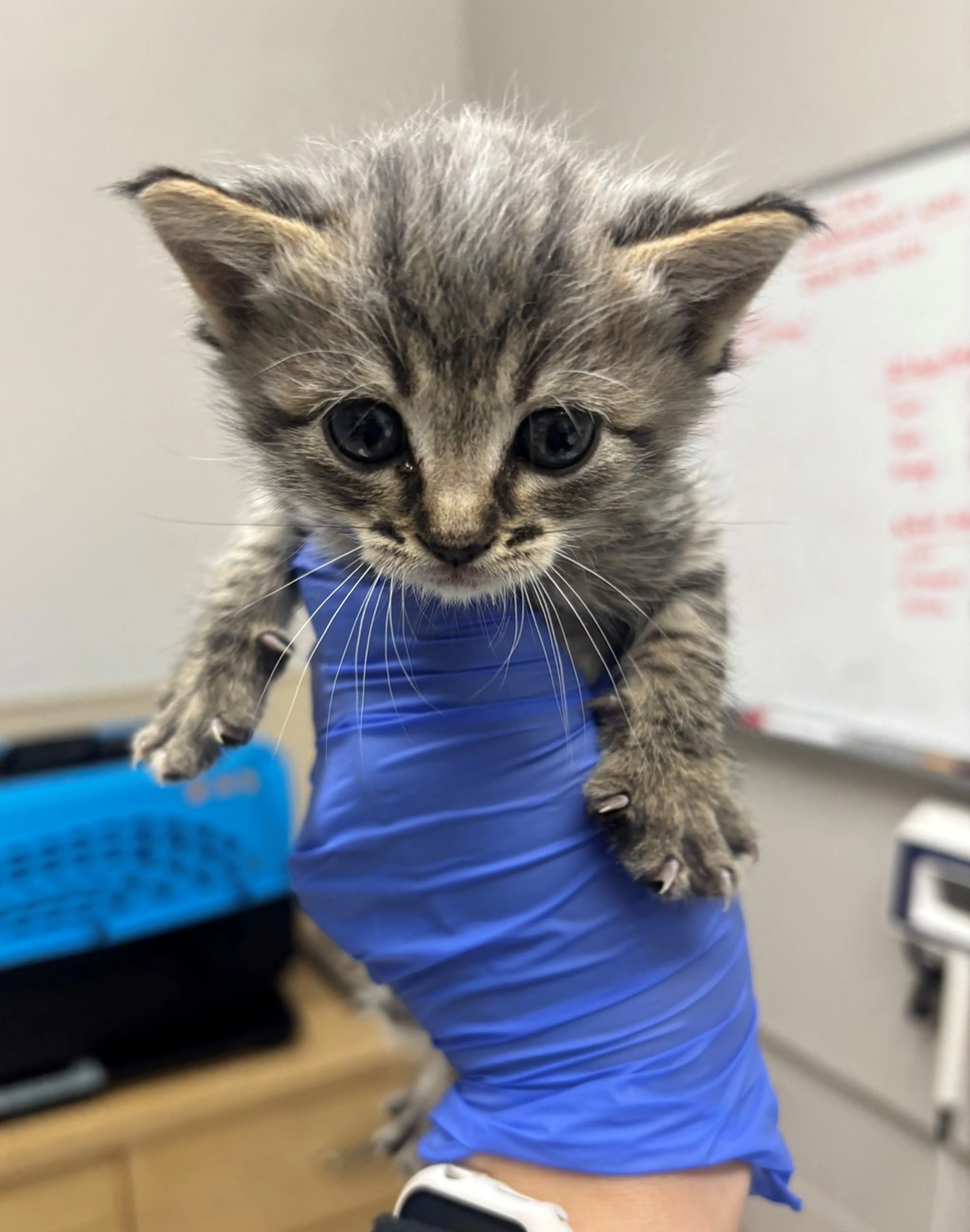 Found pet