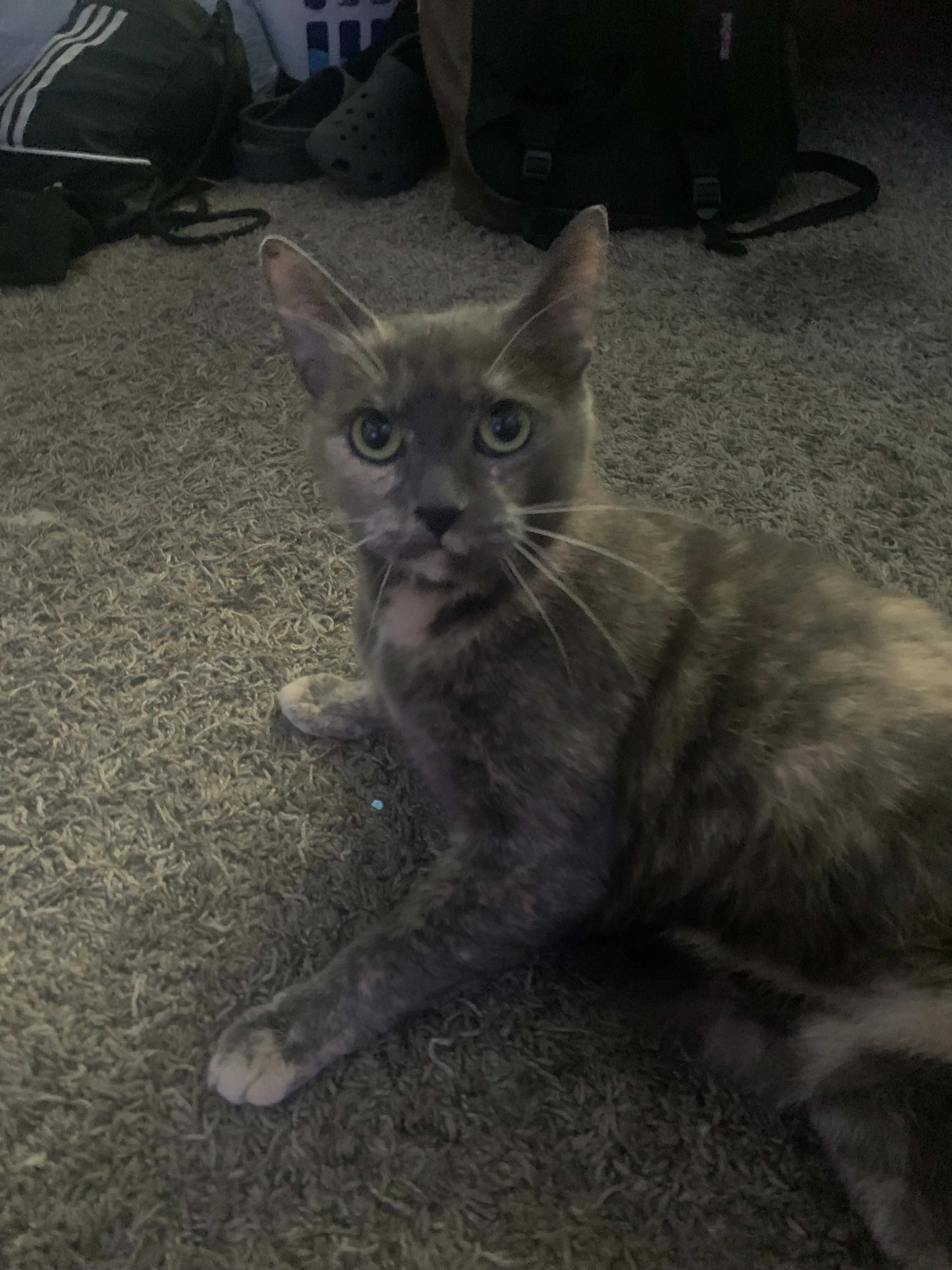 Lost pet