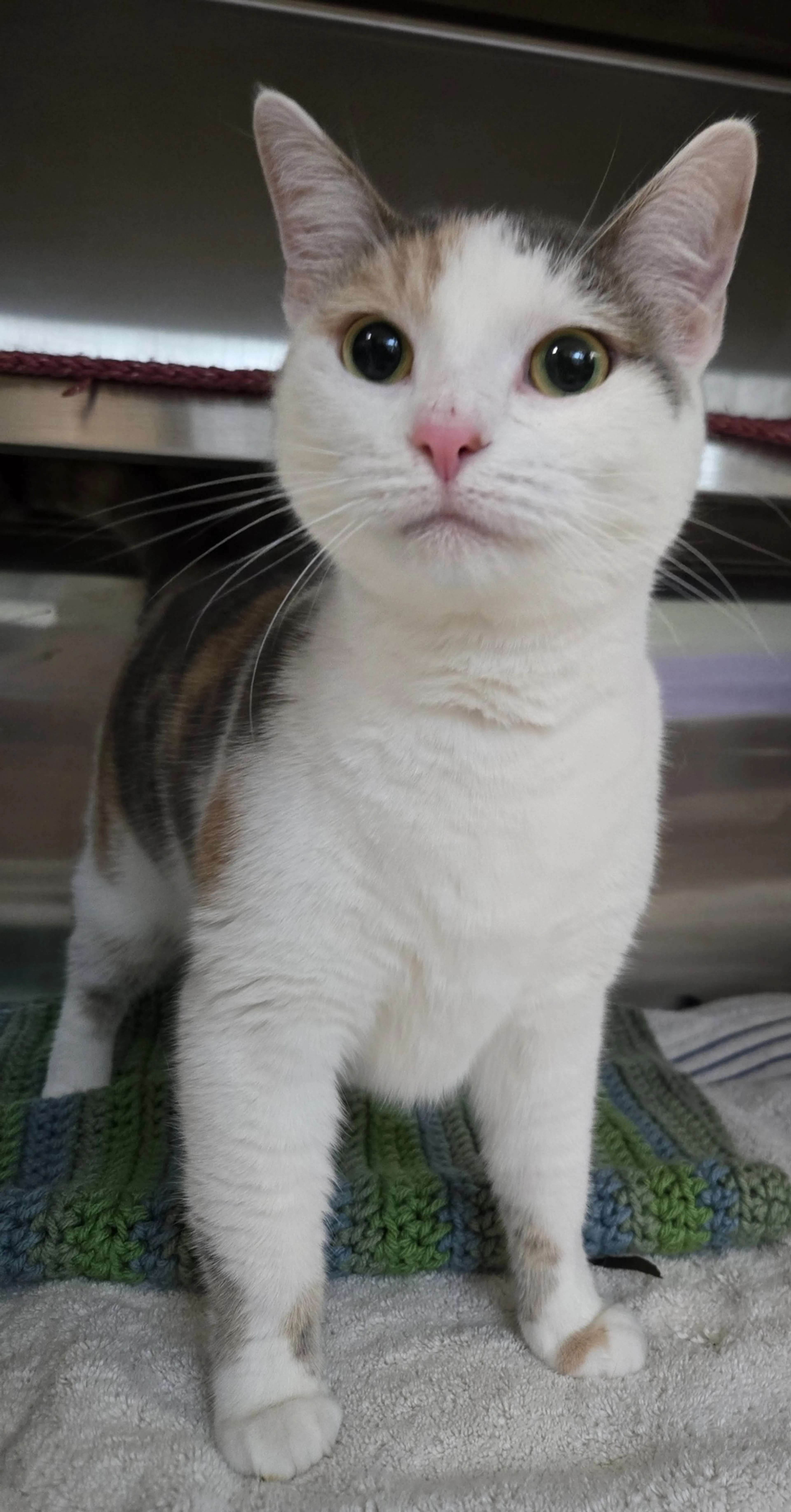 Found pet