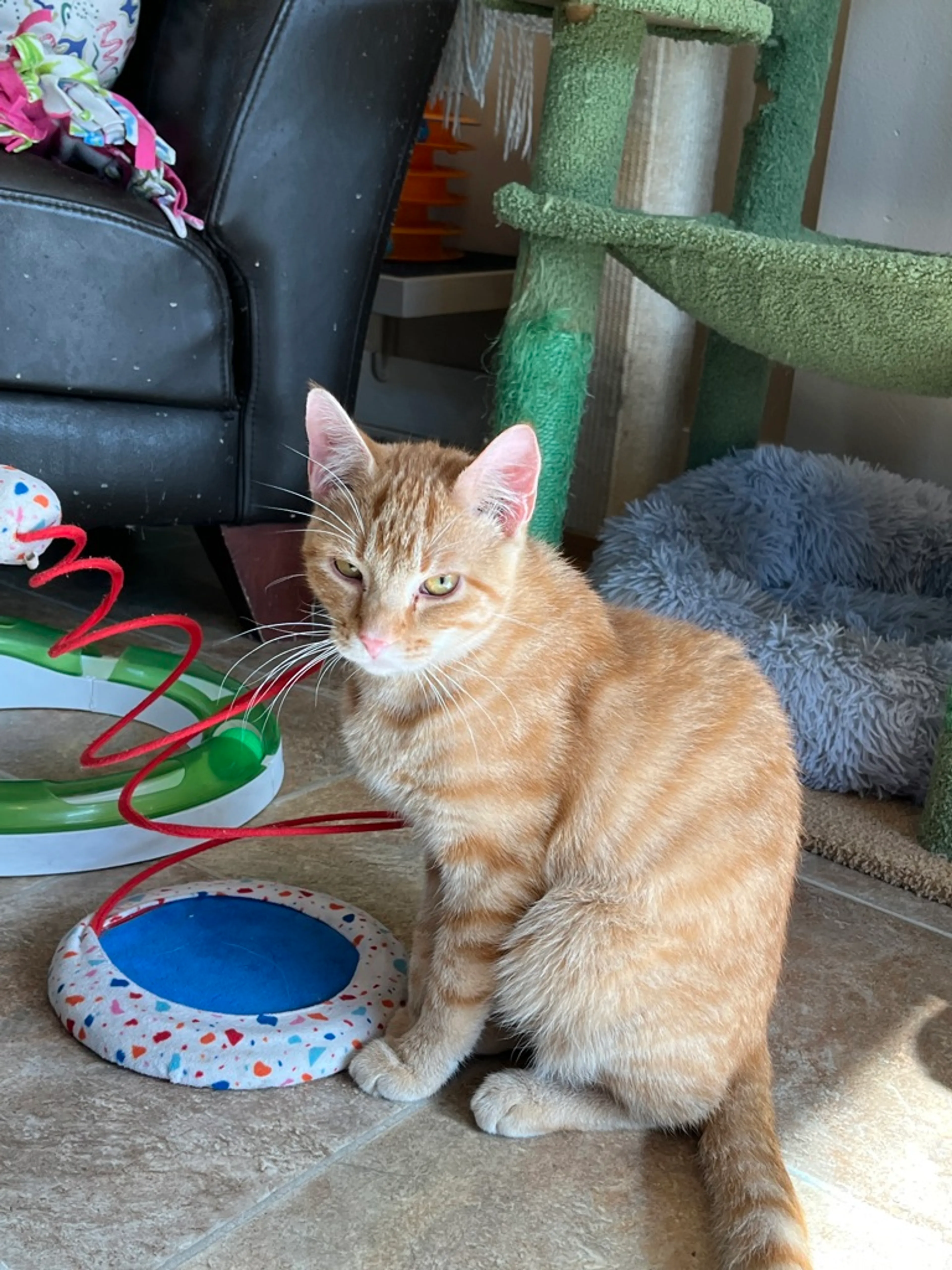 Found pet