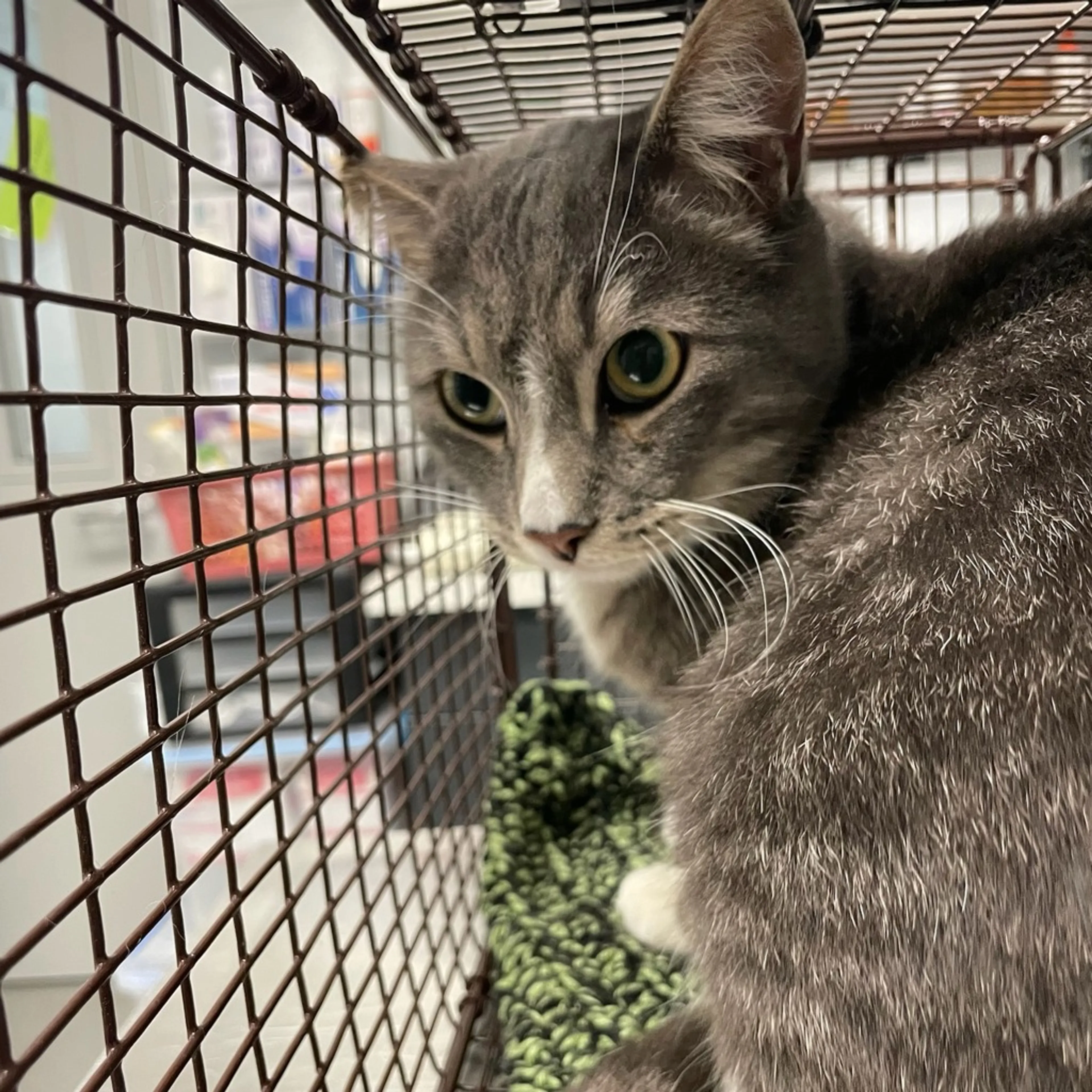 Found pet