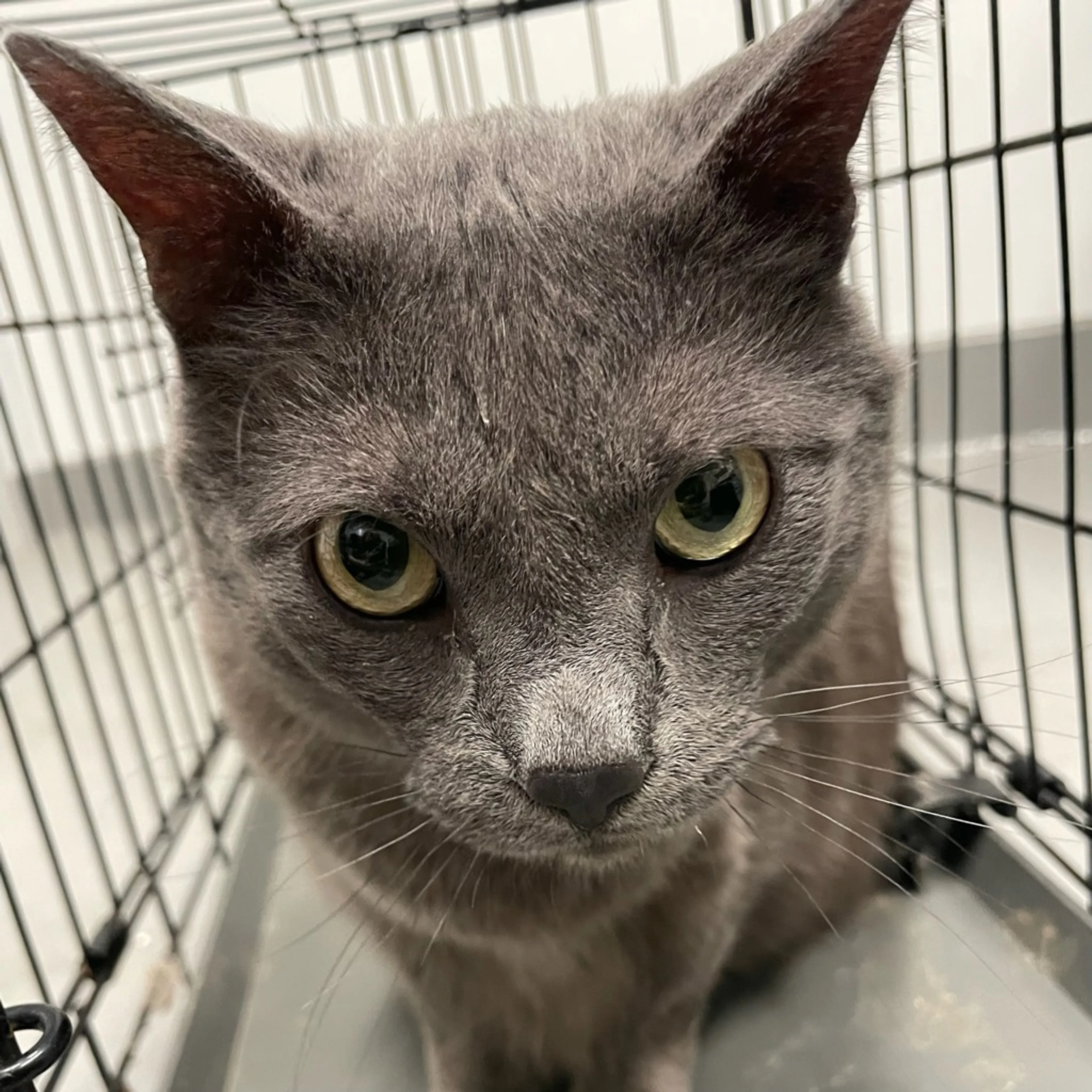Found pet