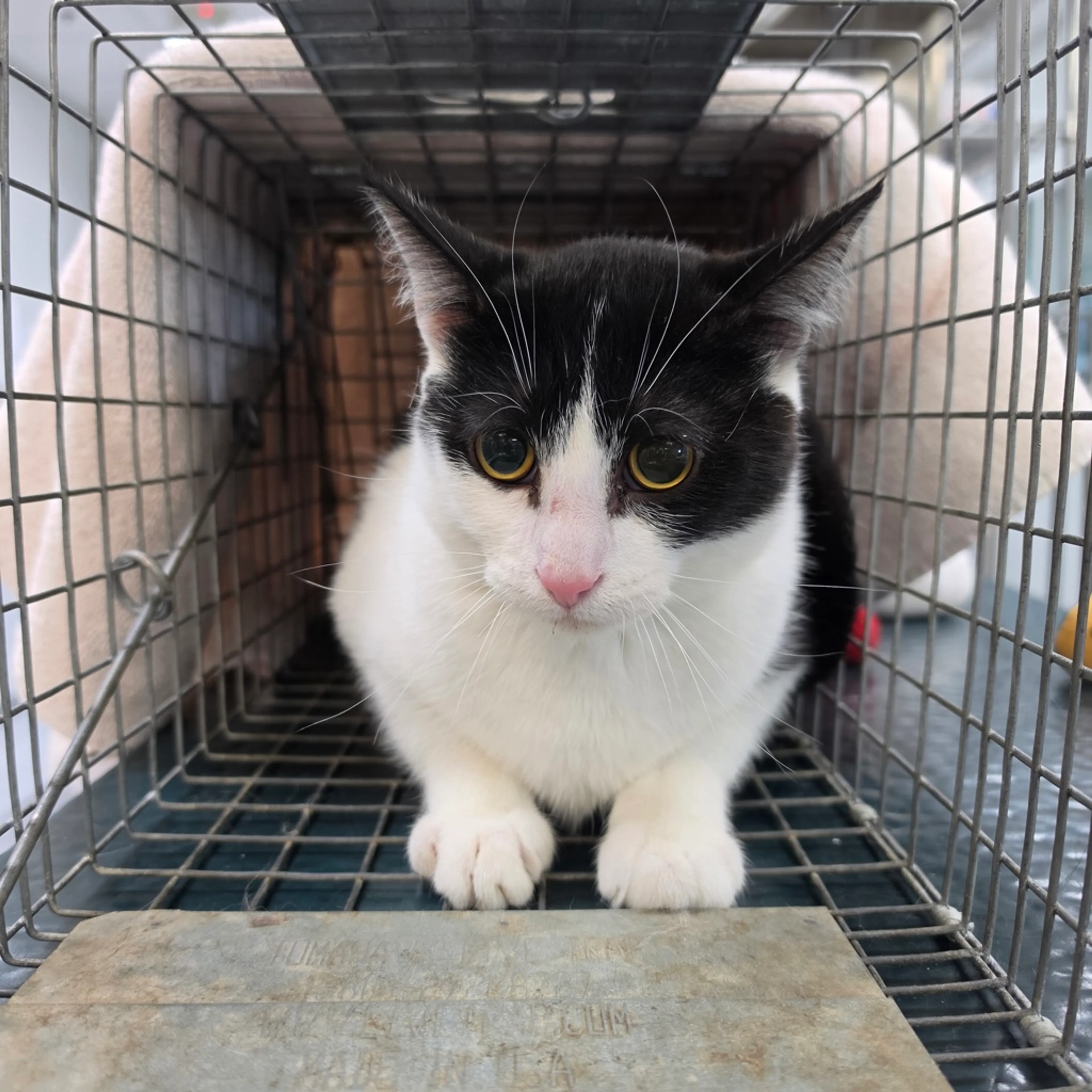 Found pet