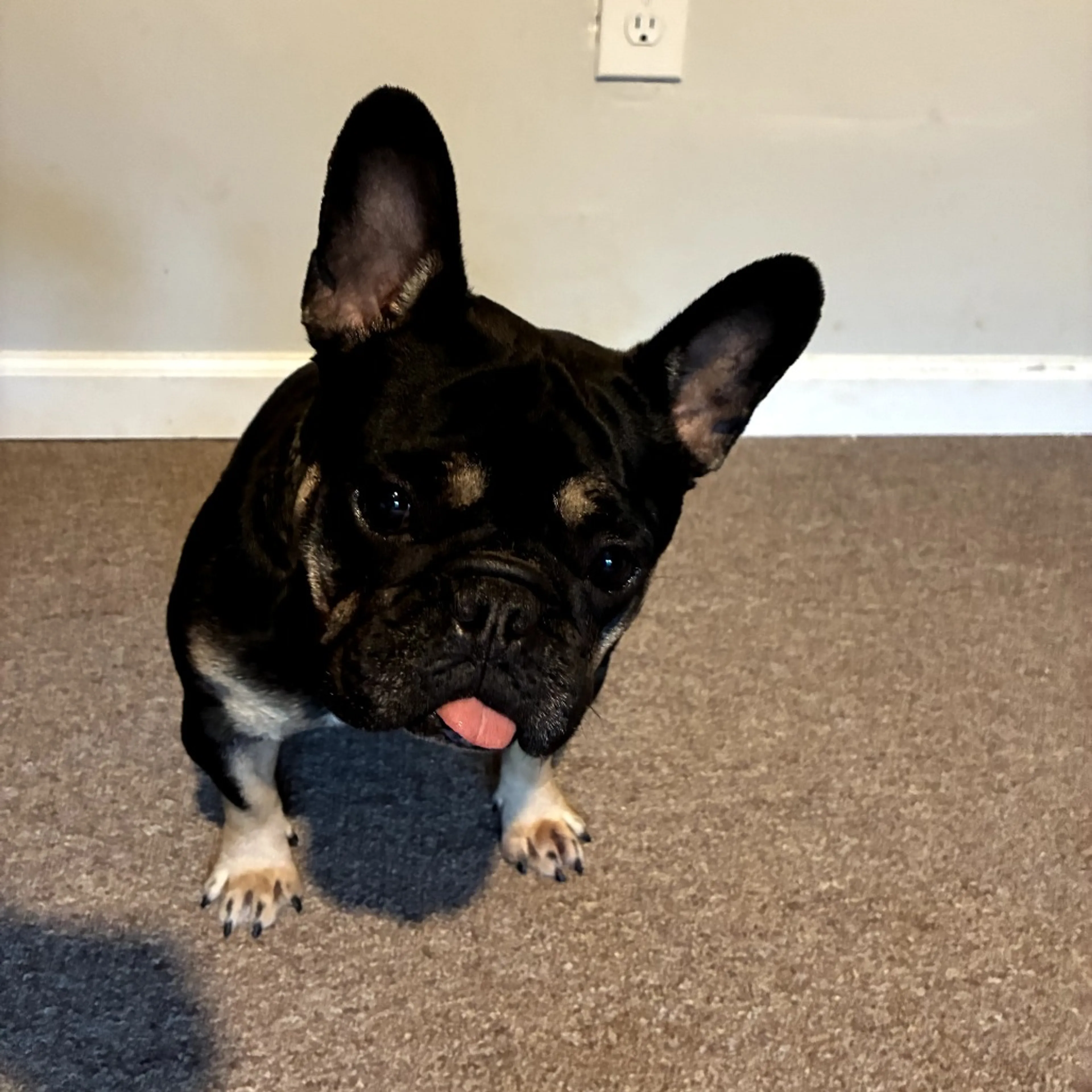 Found pet