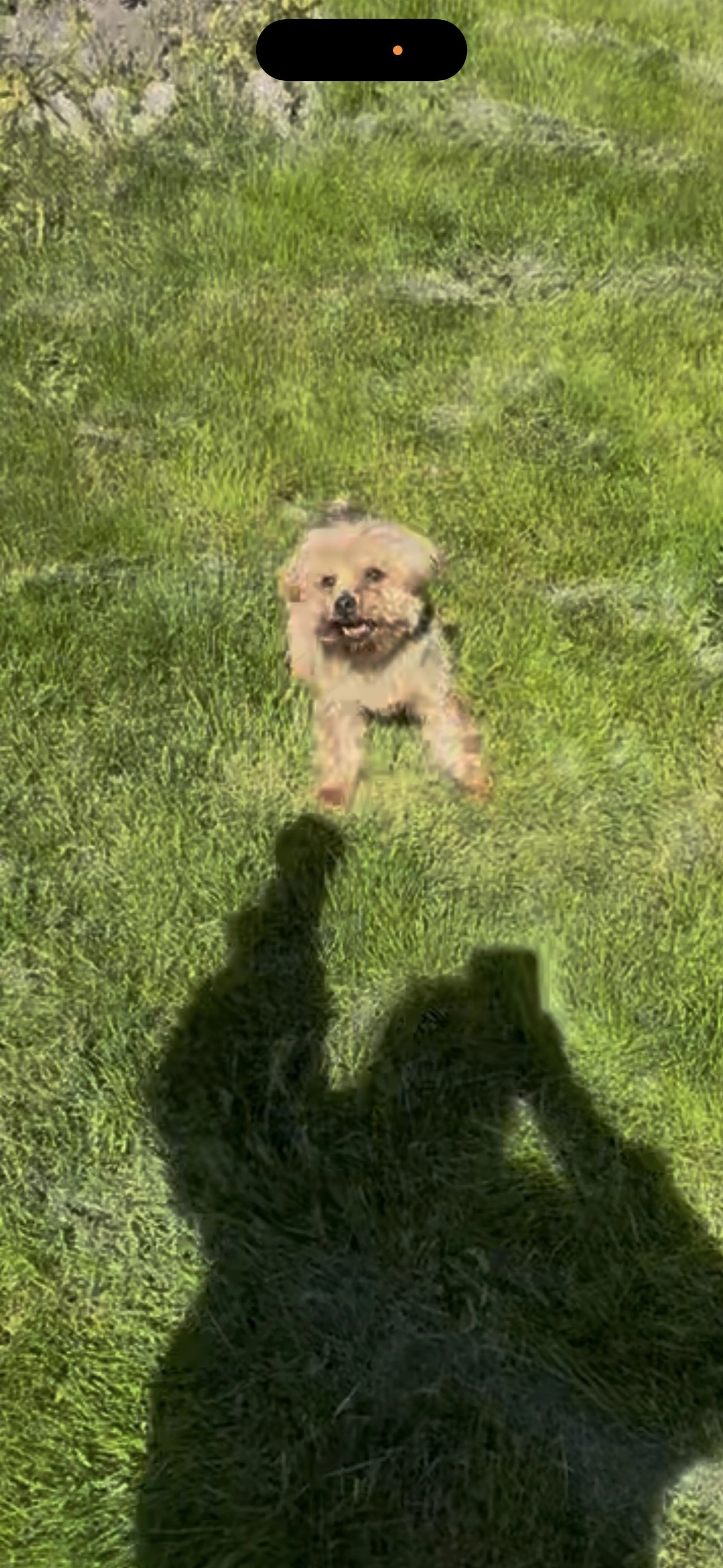 Lost pet
