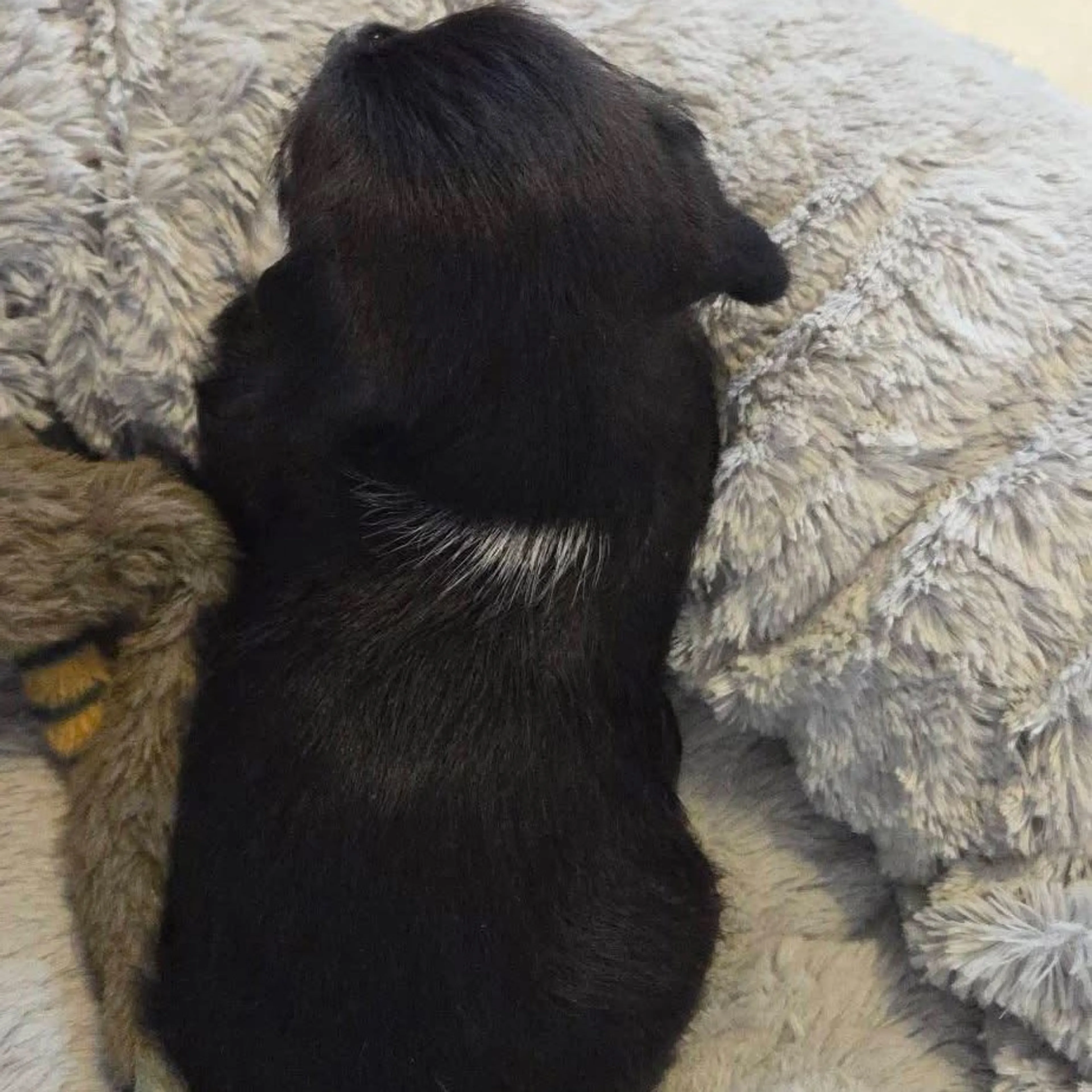 Found pet-19