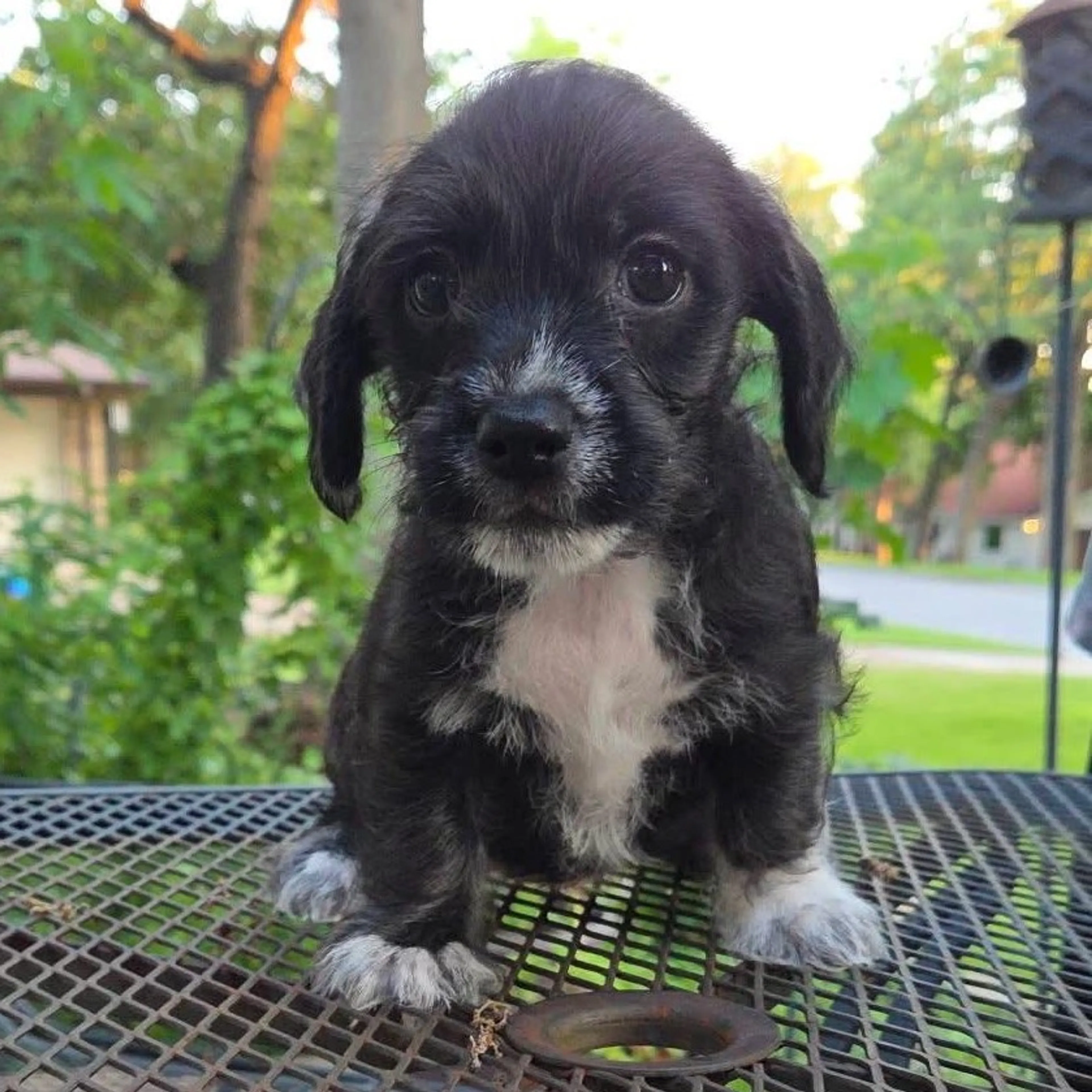 Found pet-38