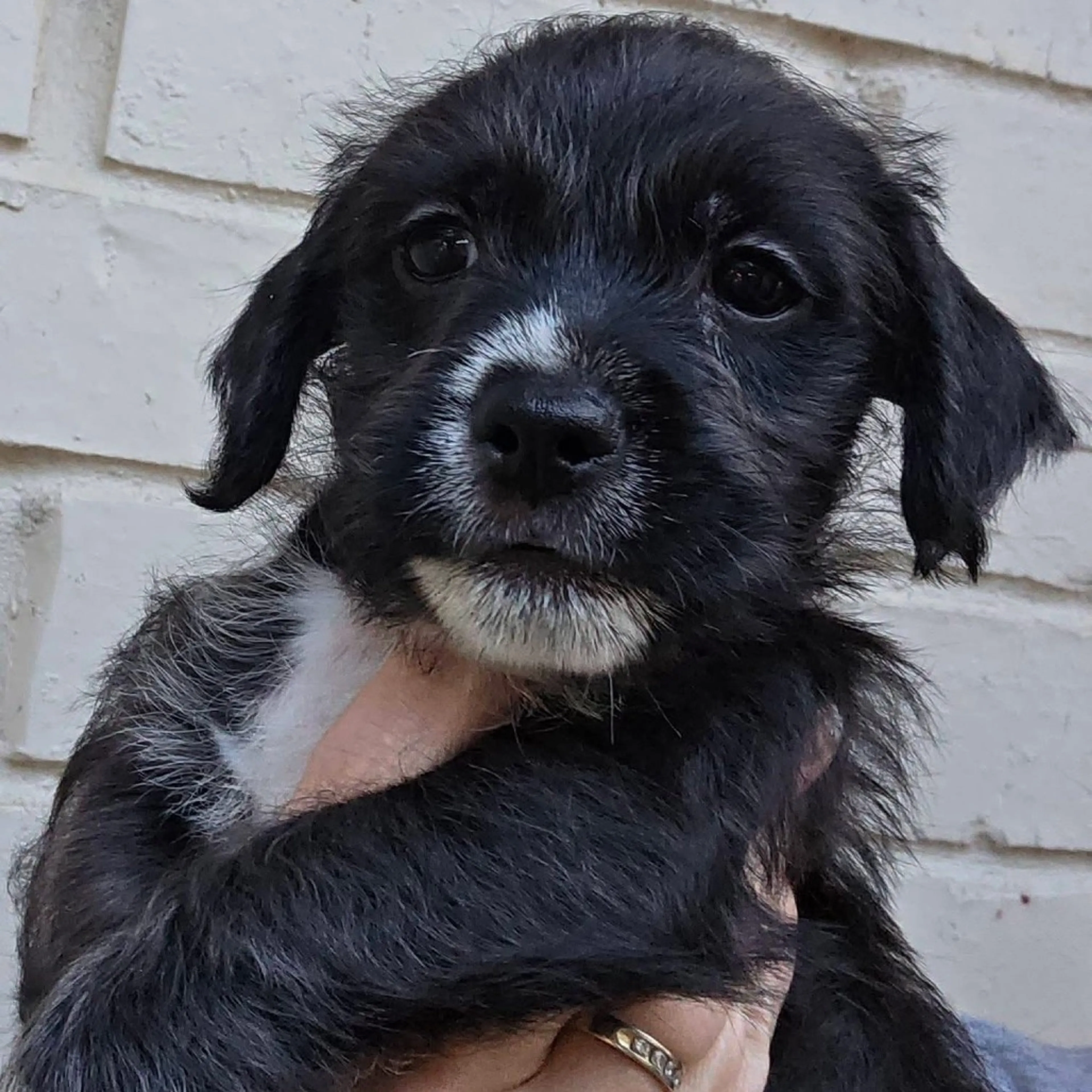 Found pet-36