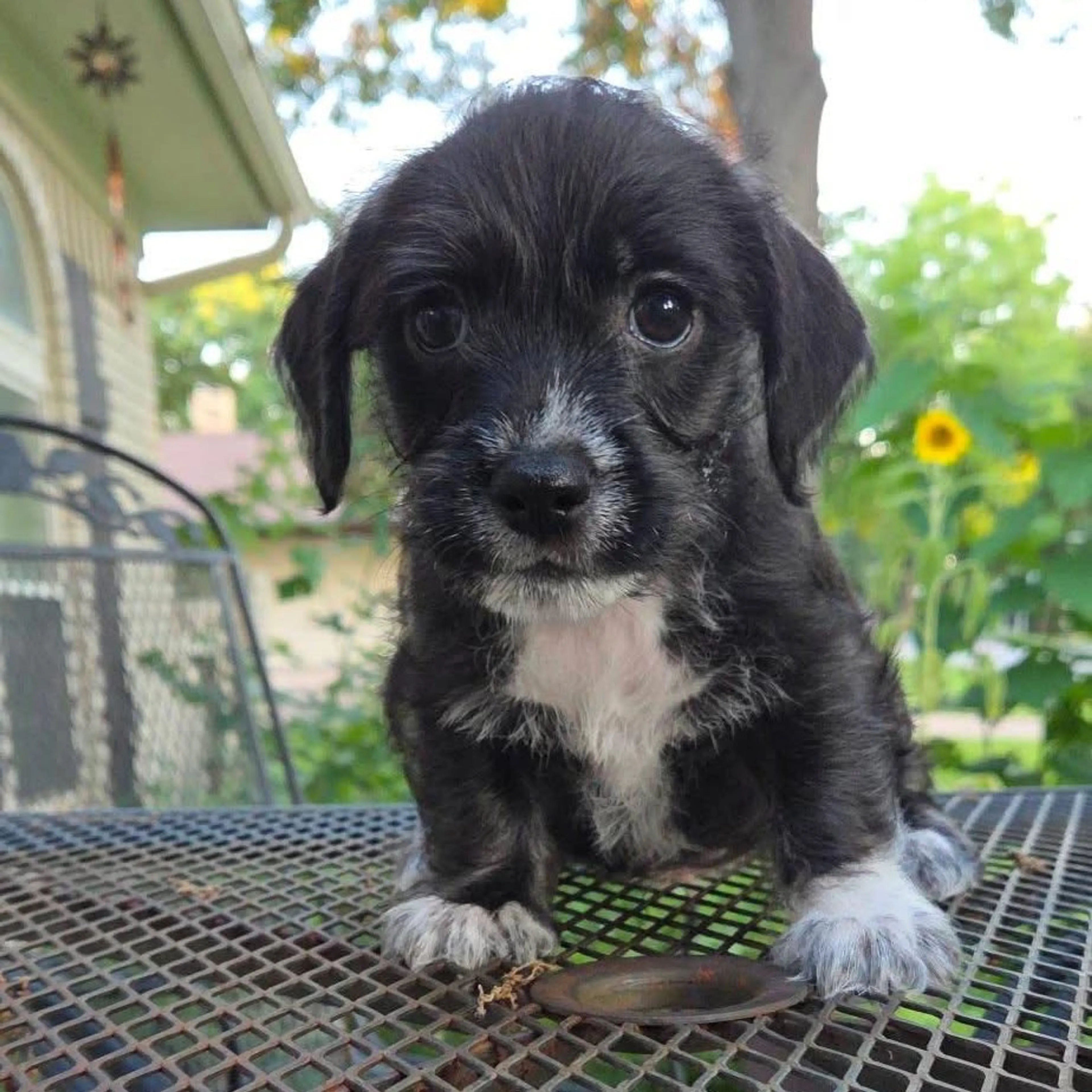 Found pet-43