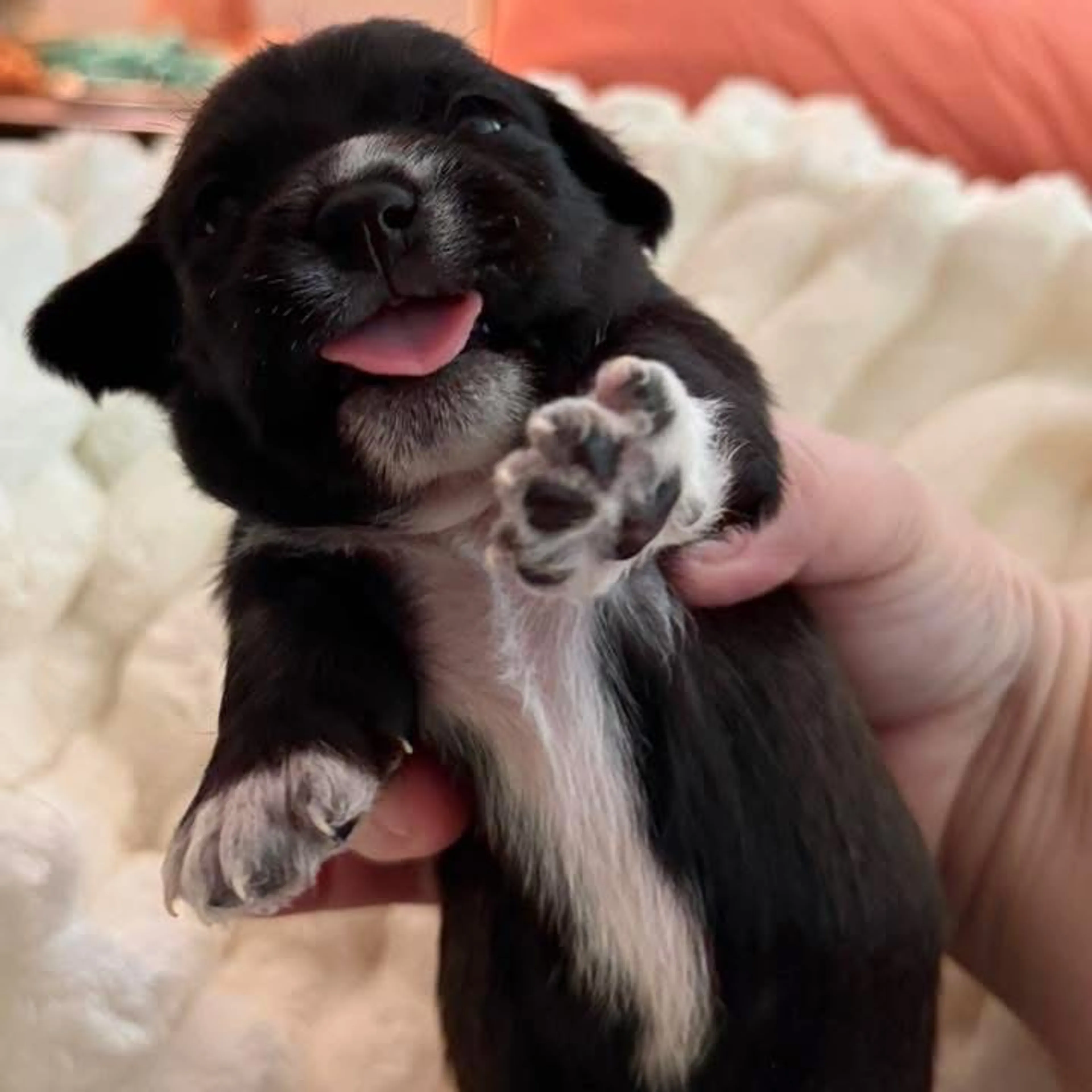 Found pet-11