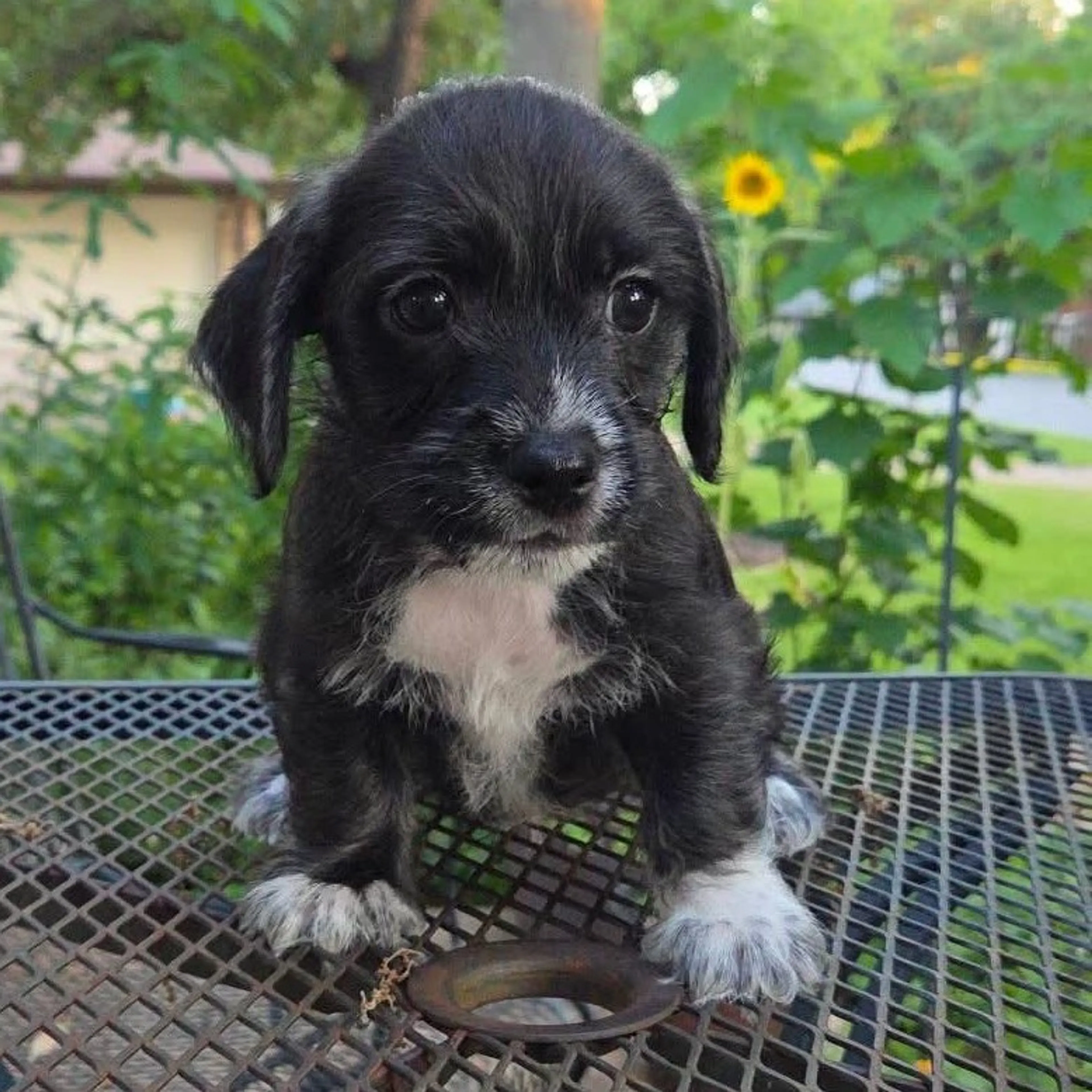 Found pet-39