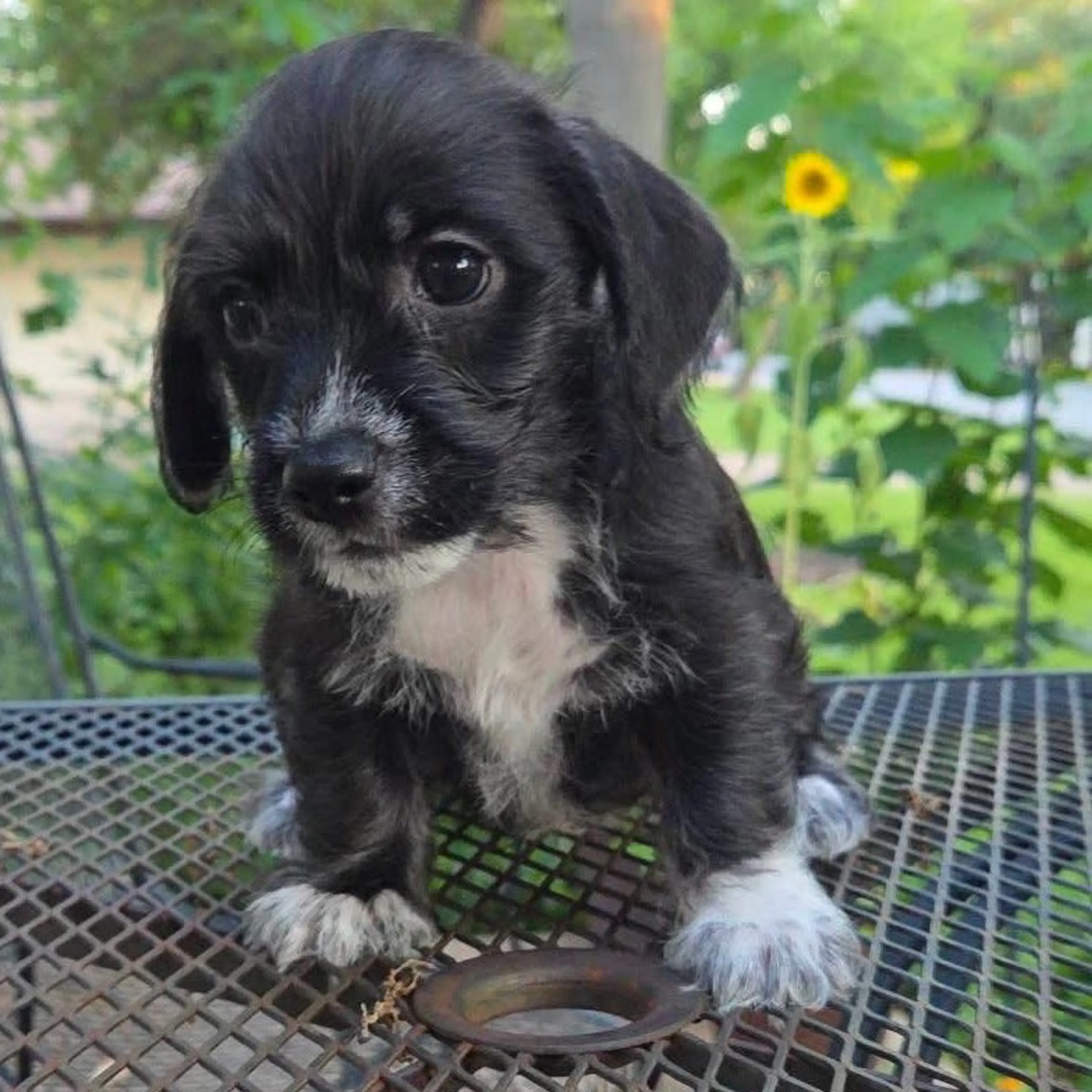 Found pet-40