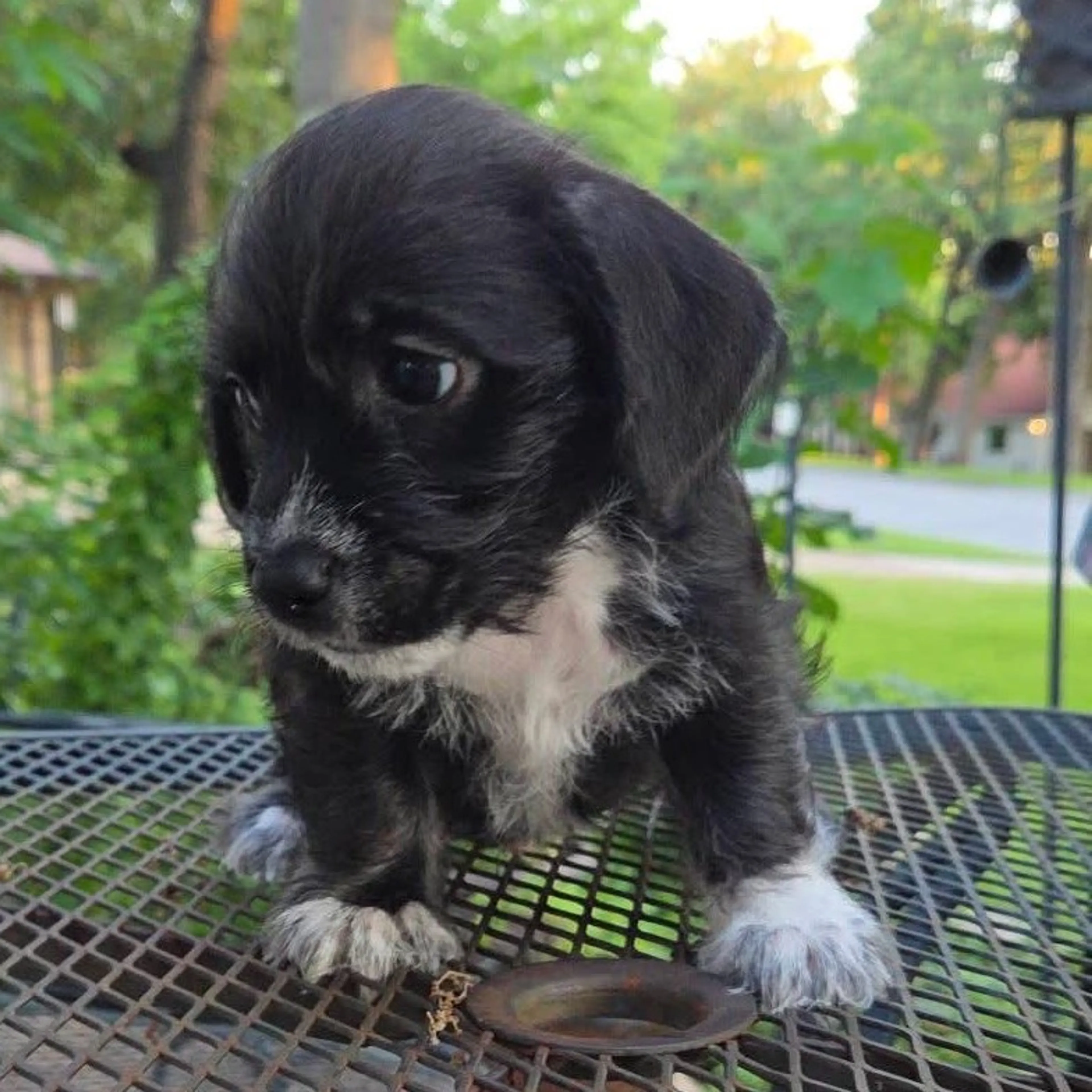 Found pet-41