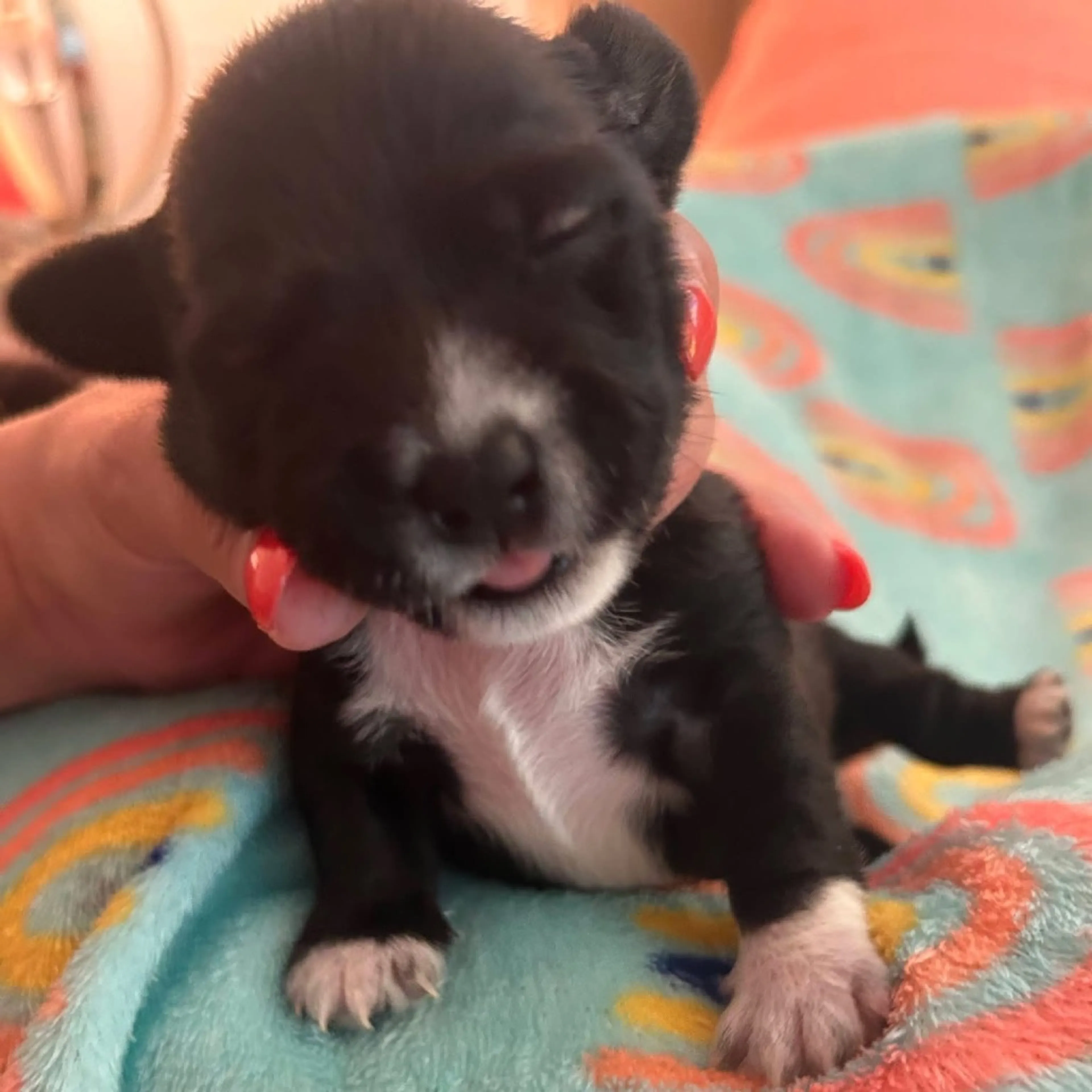 Found pet-3