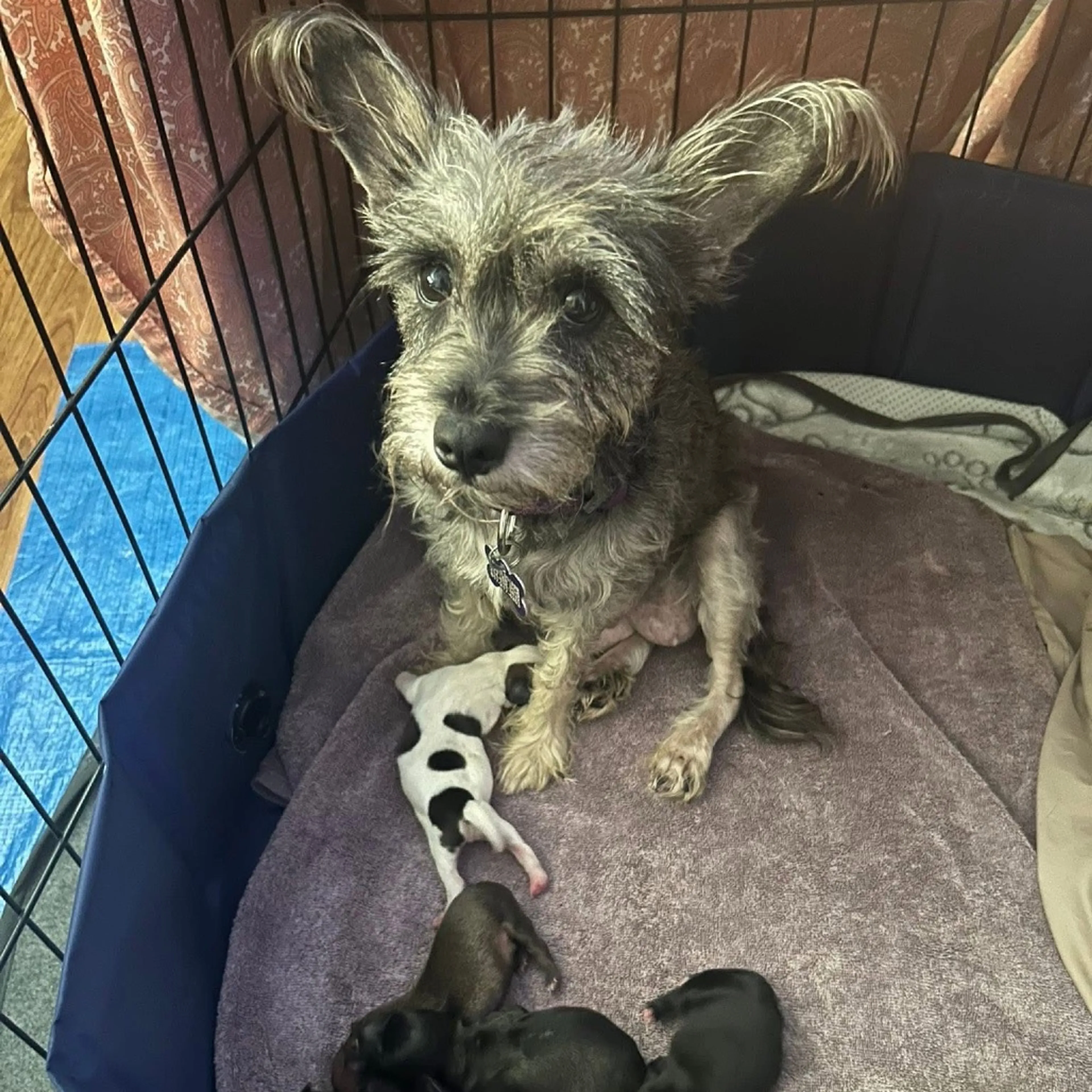 Found pet-2