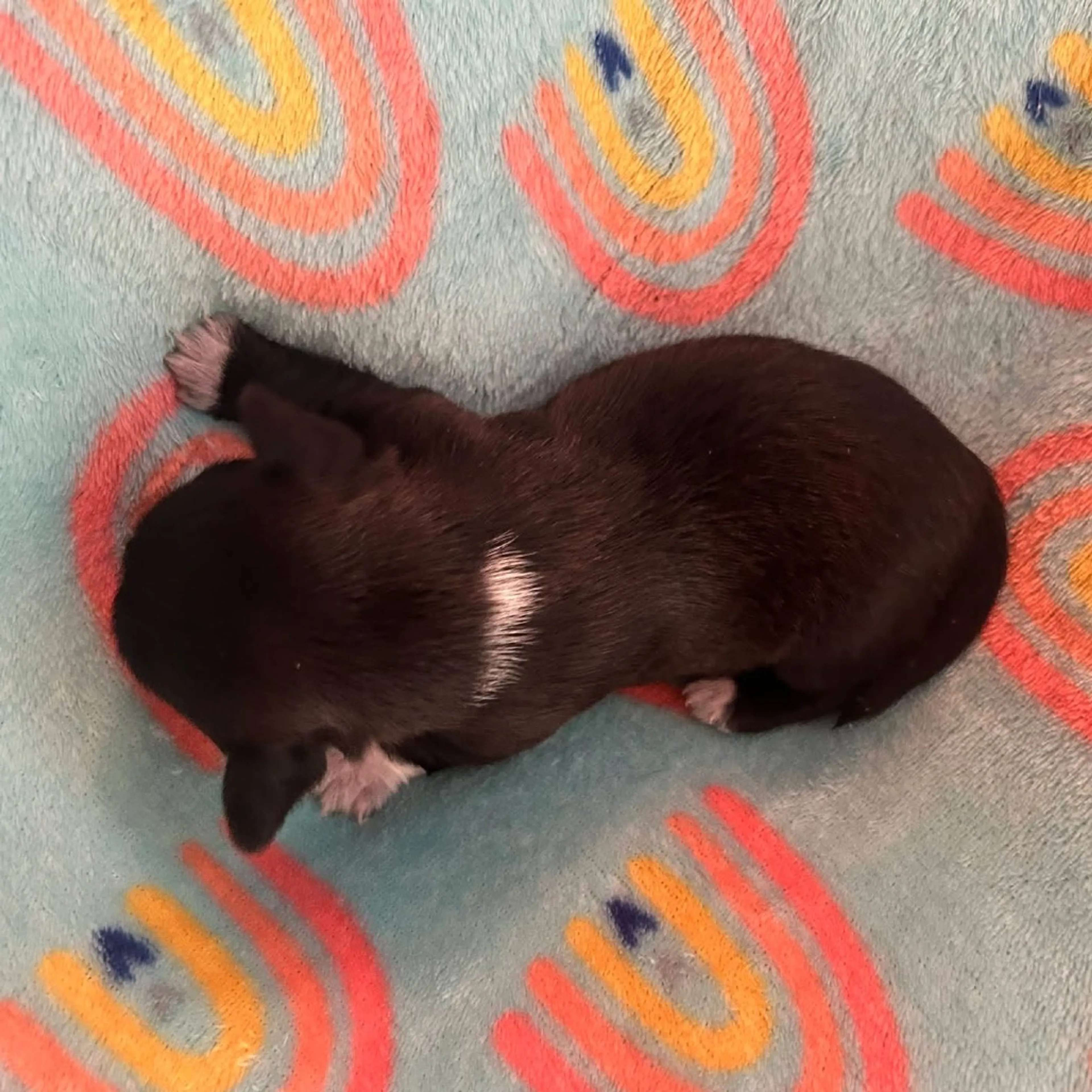 Found pet-4