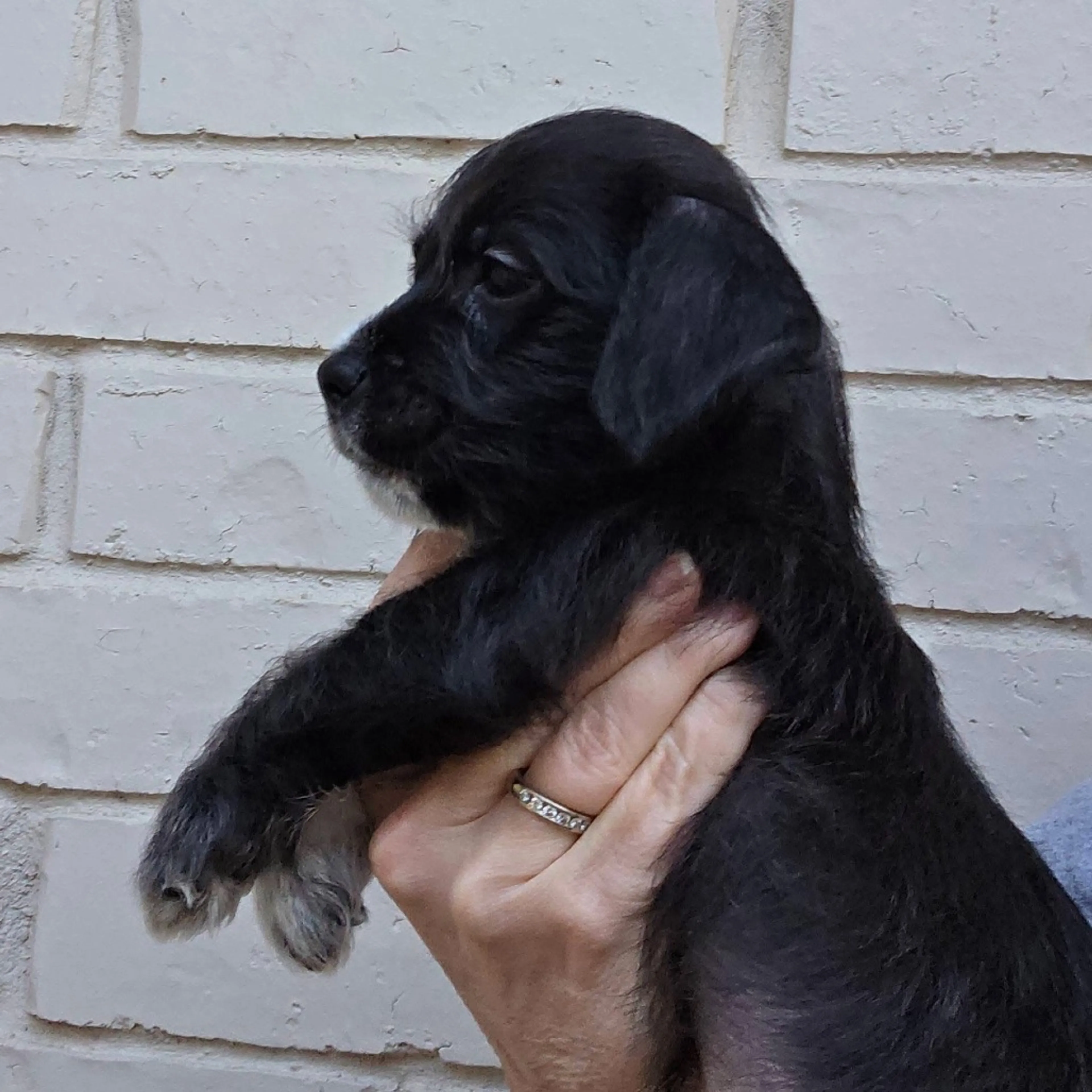 Found pet-37