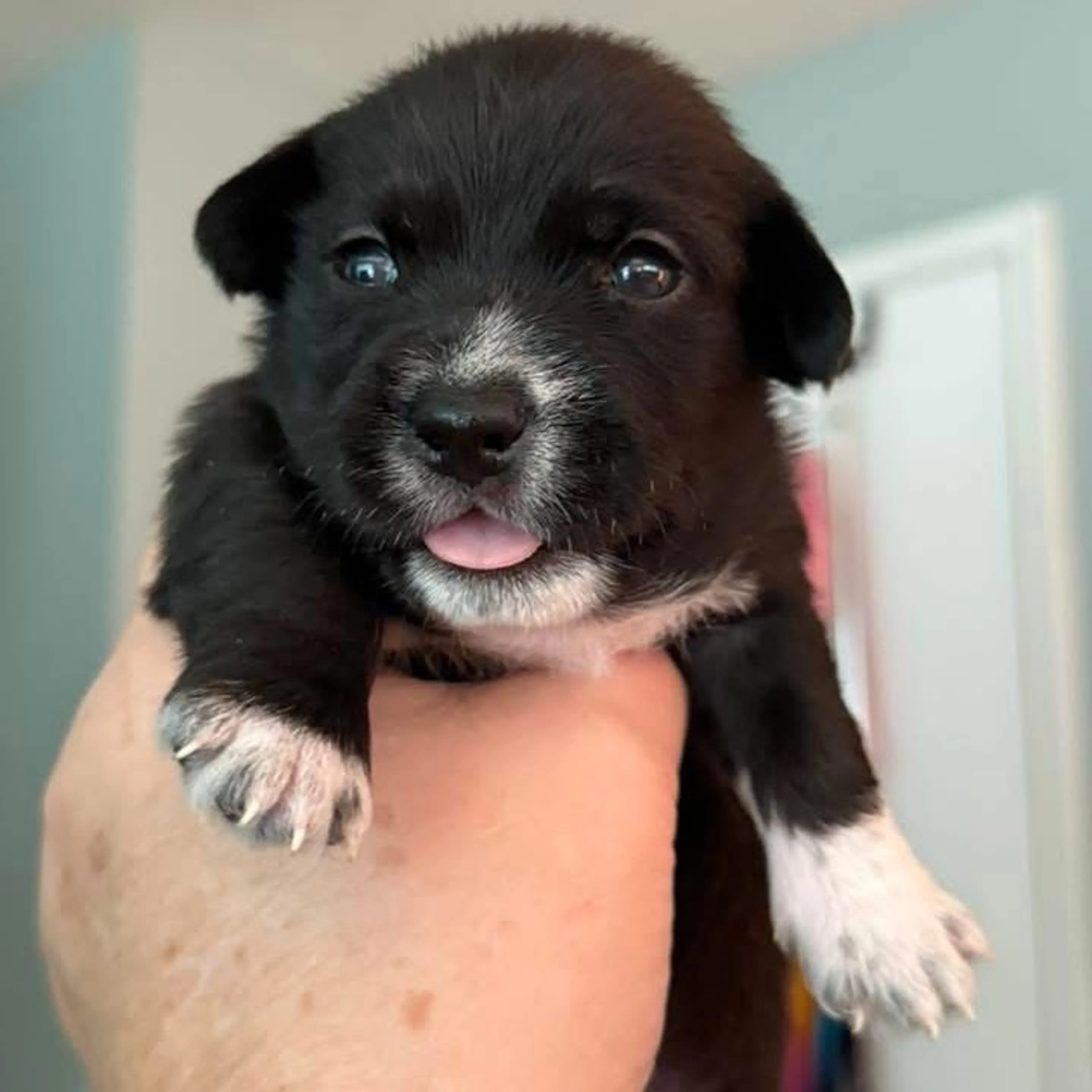 Found pet-8