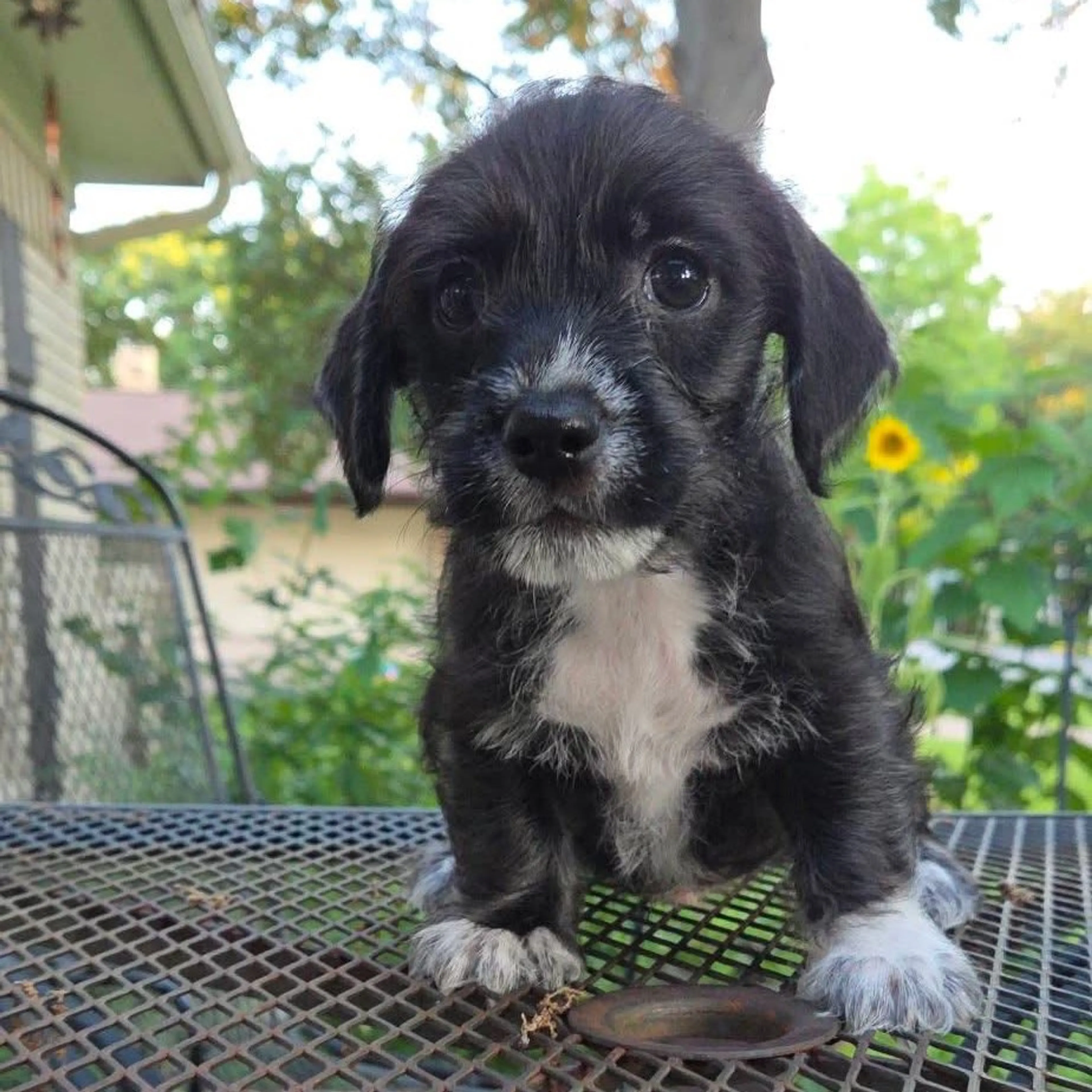 Found pet-42