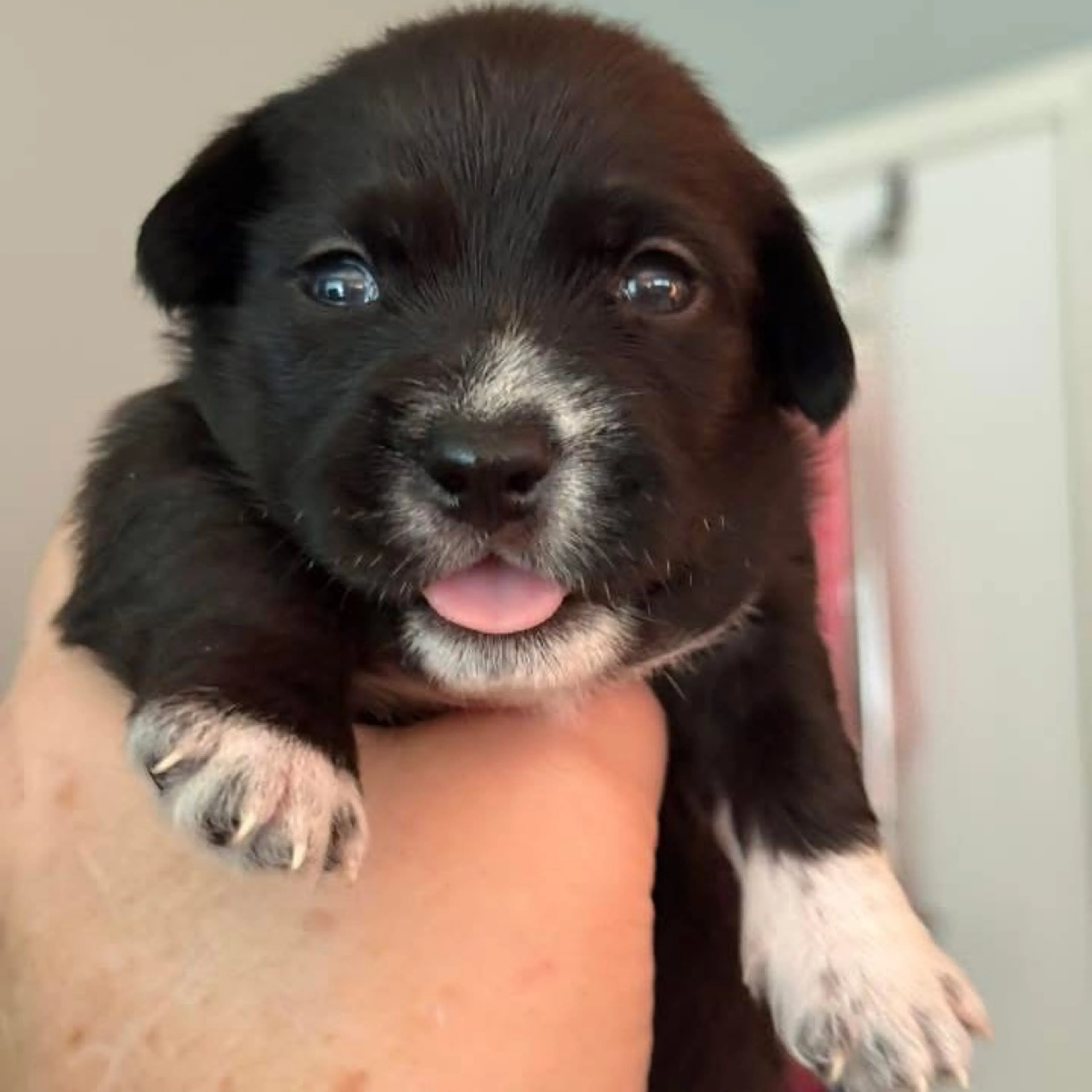 Found pet-7
