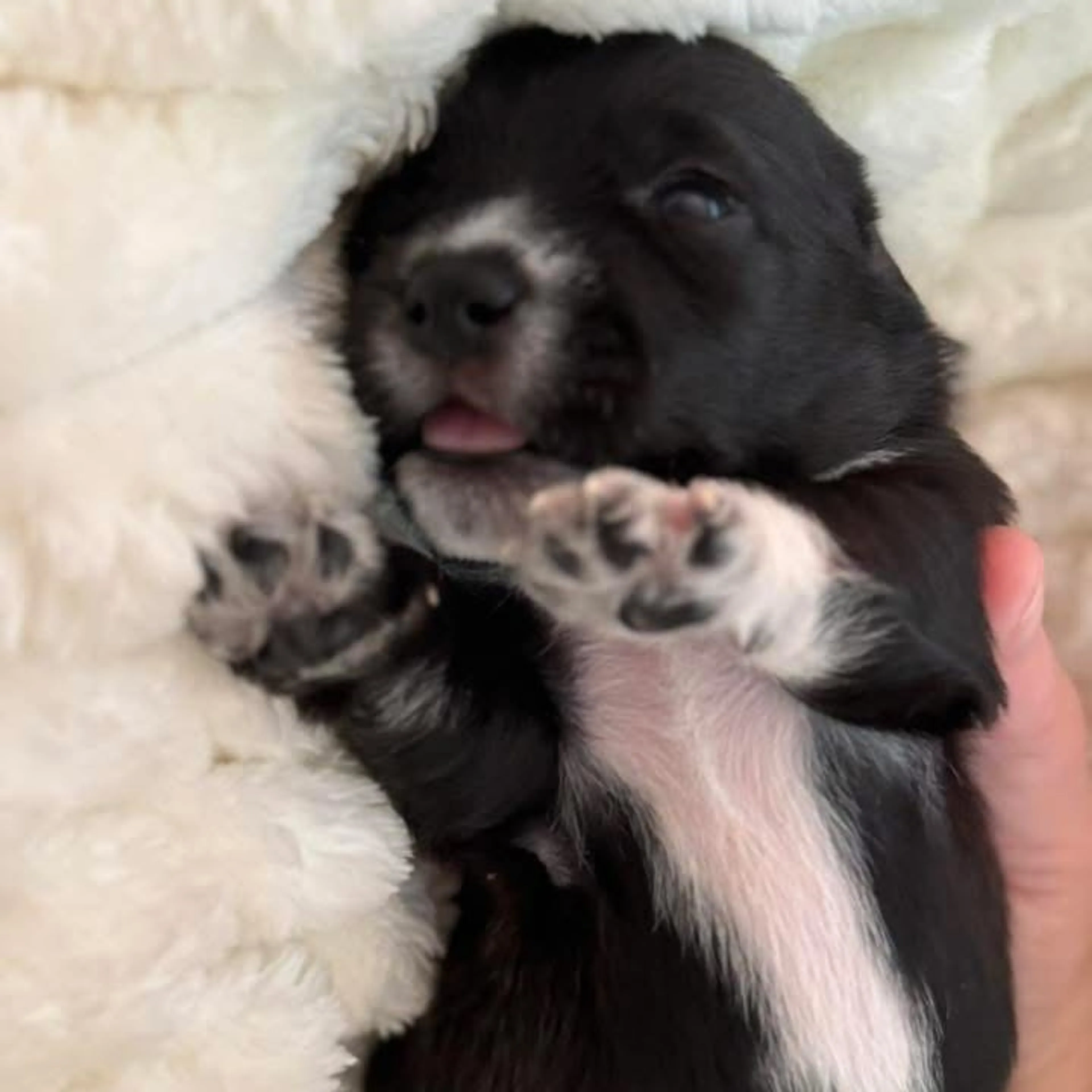 Found pet-16