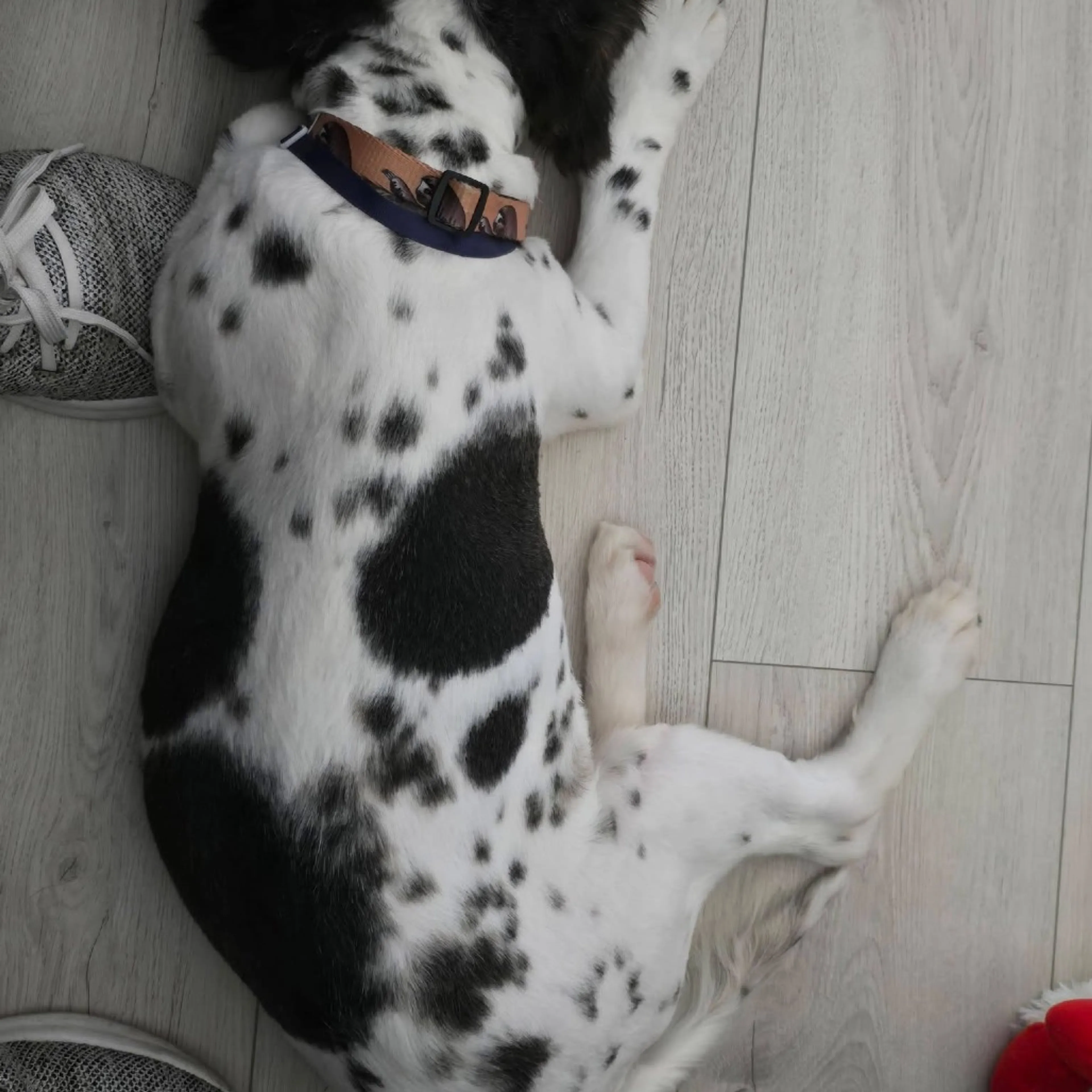 Found pet-17