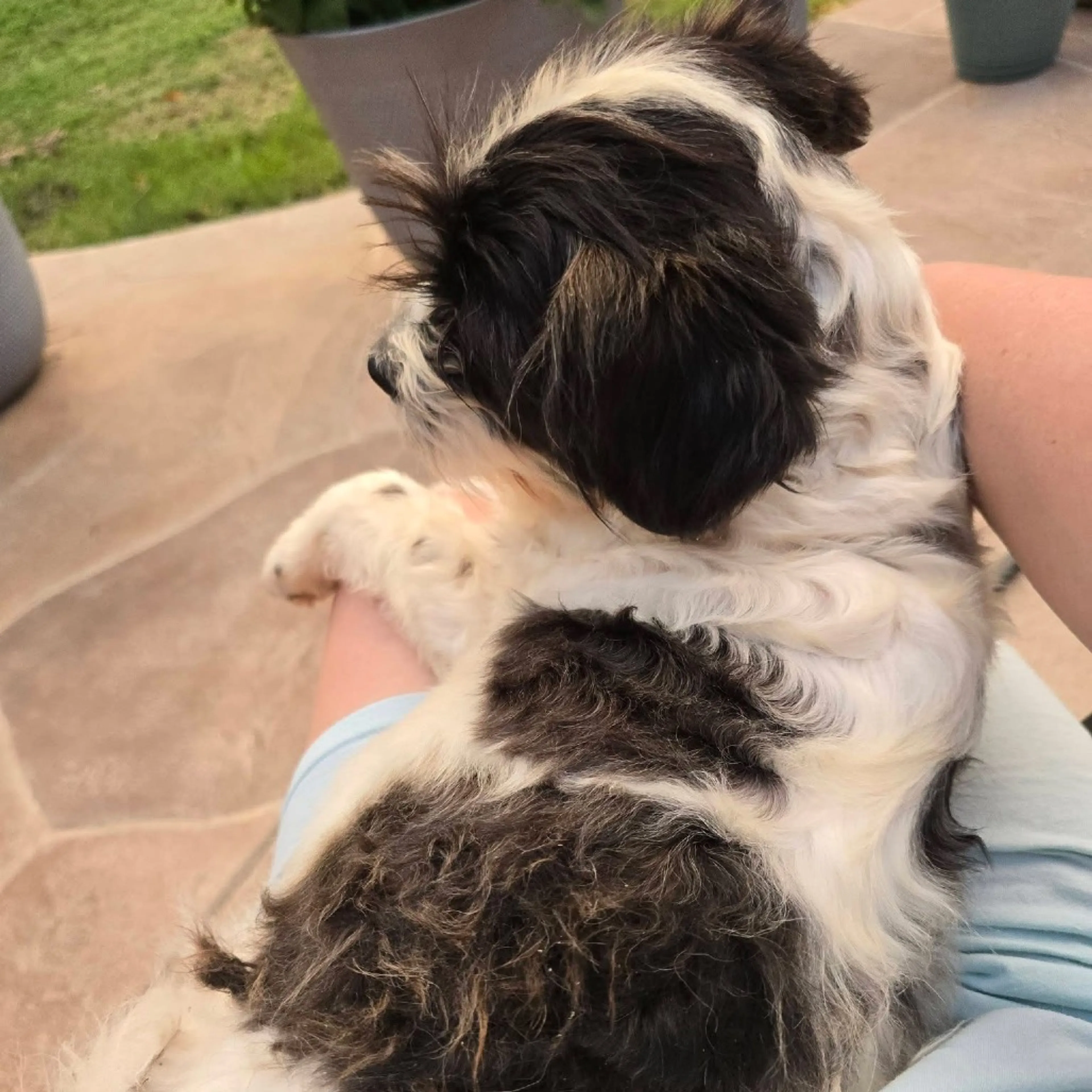 Found pet-14