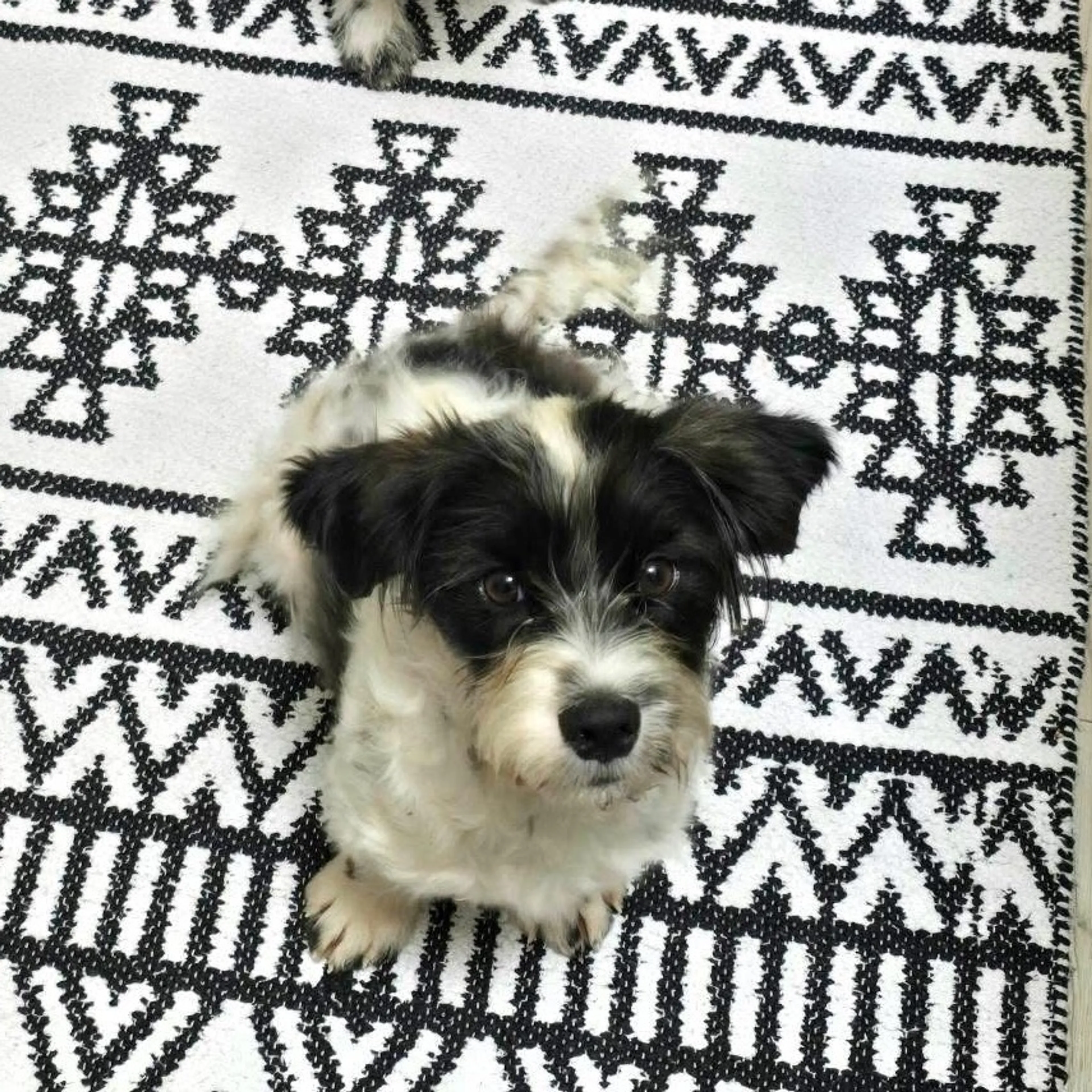 Found pet-11