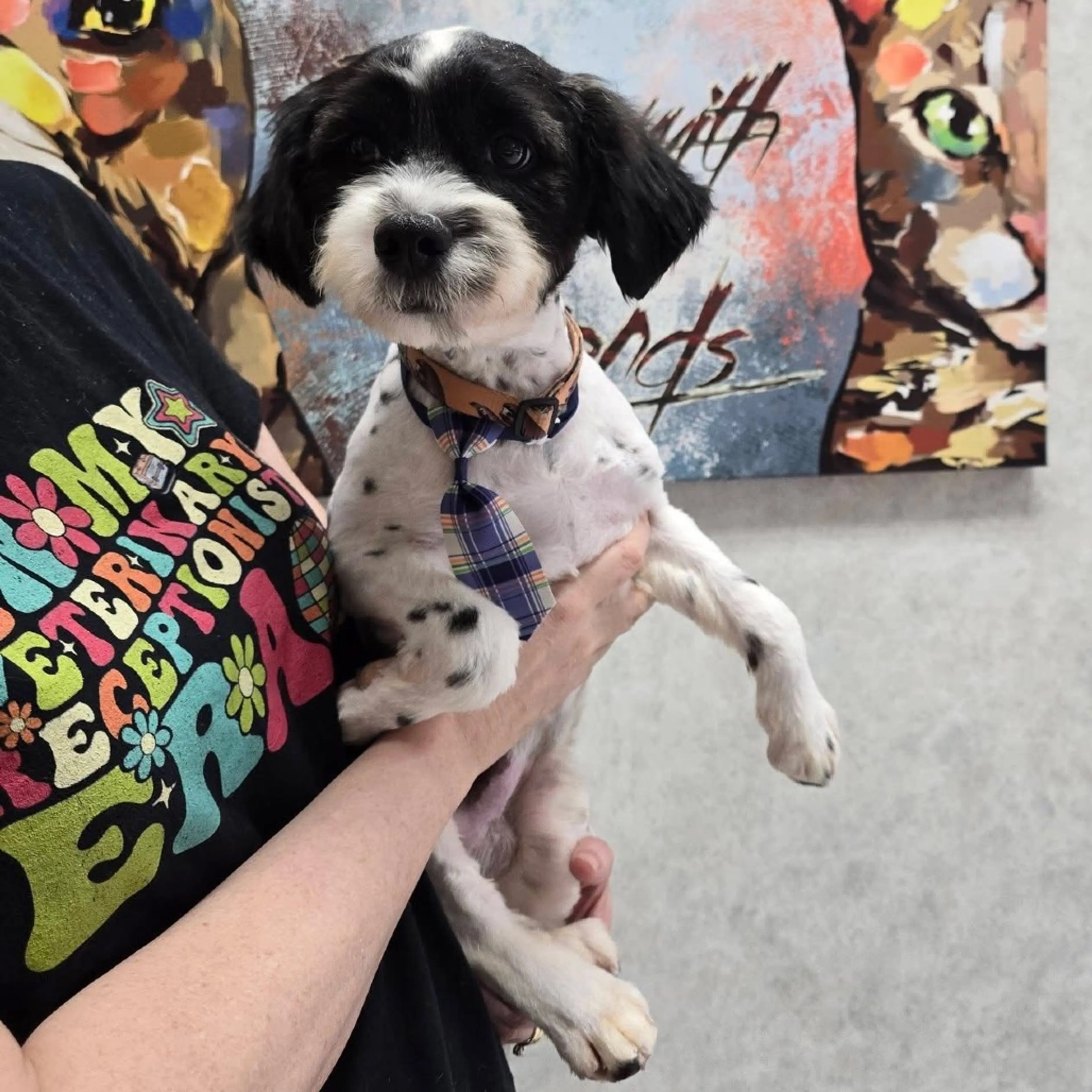 Found pet-19