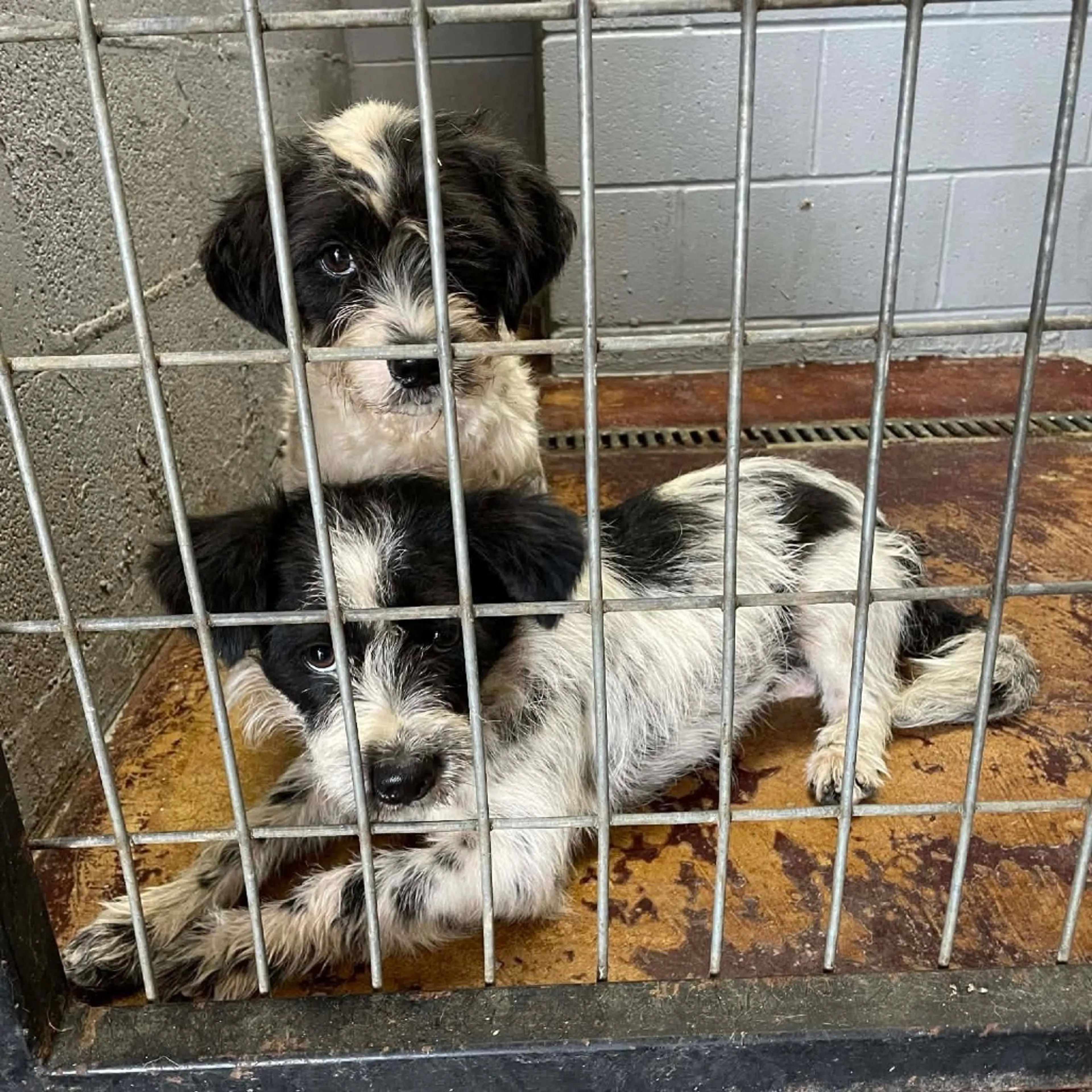 Found pet-2