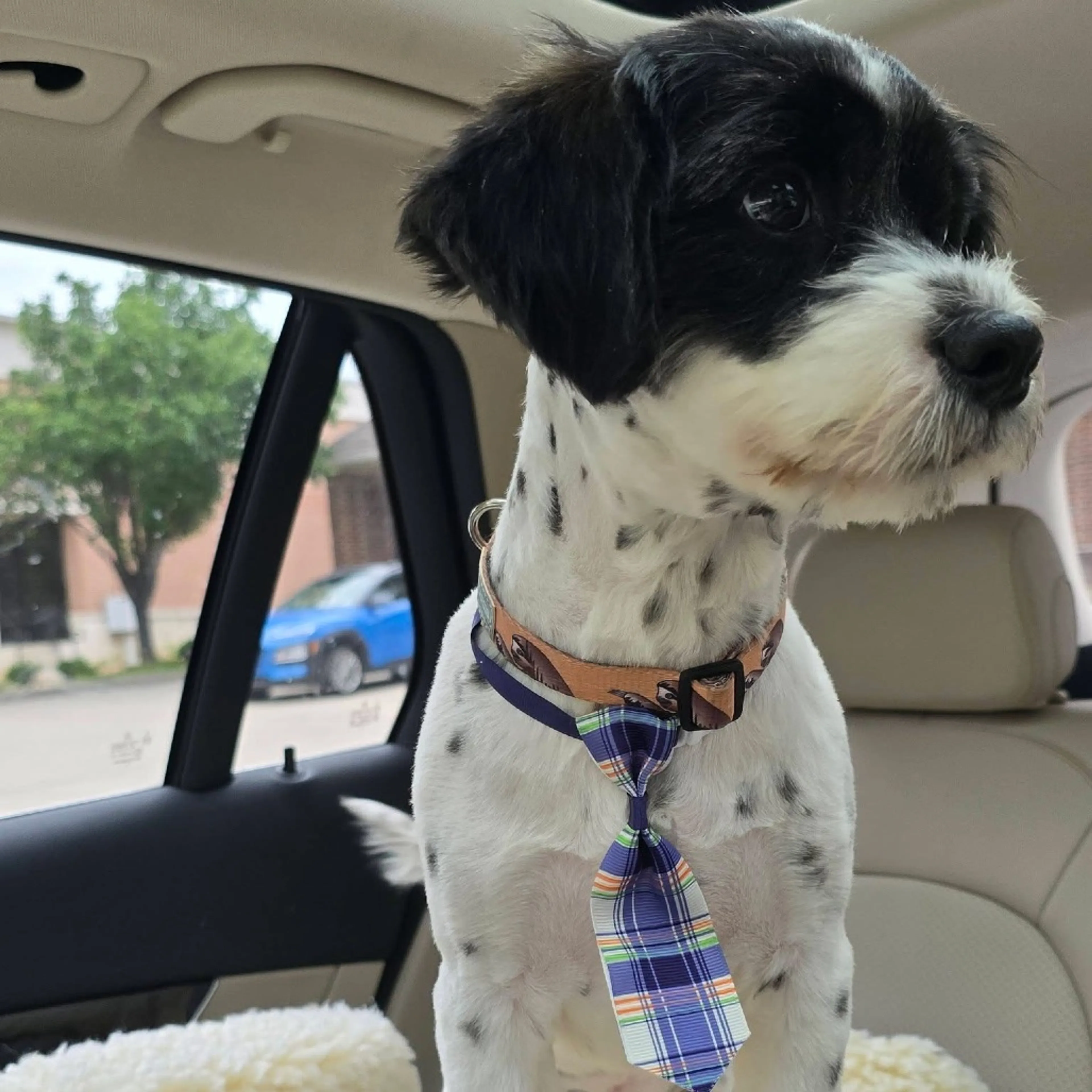 Found pet-18