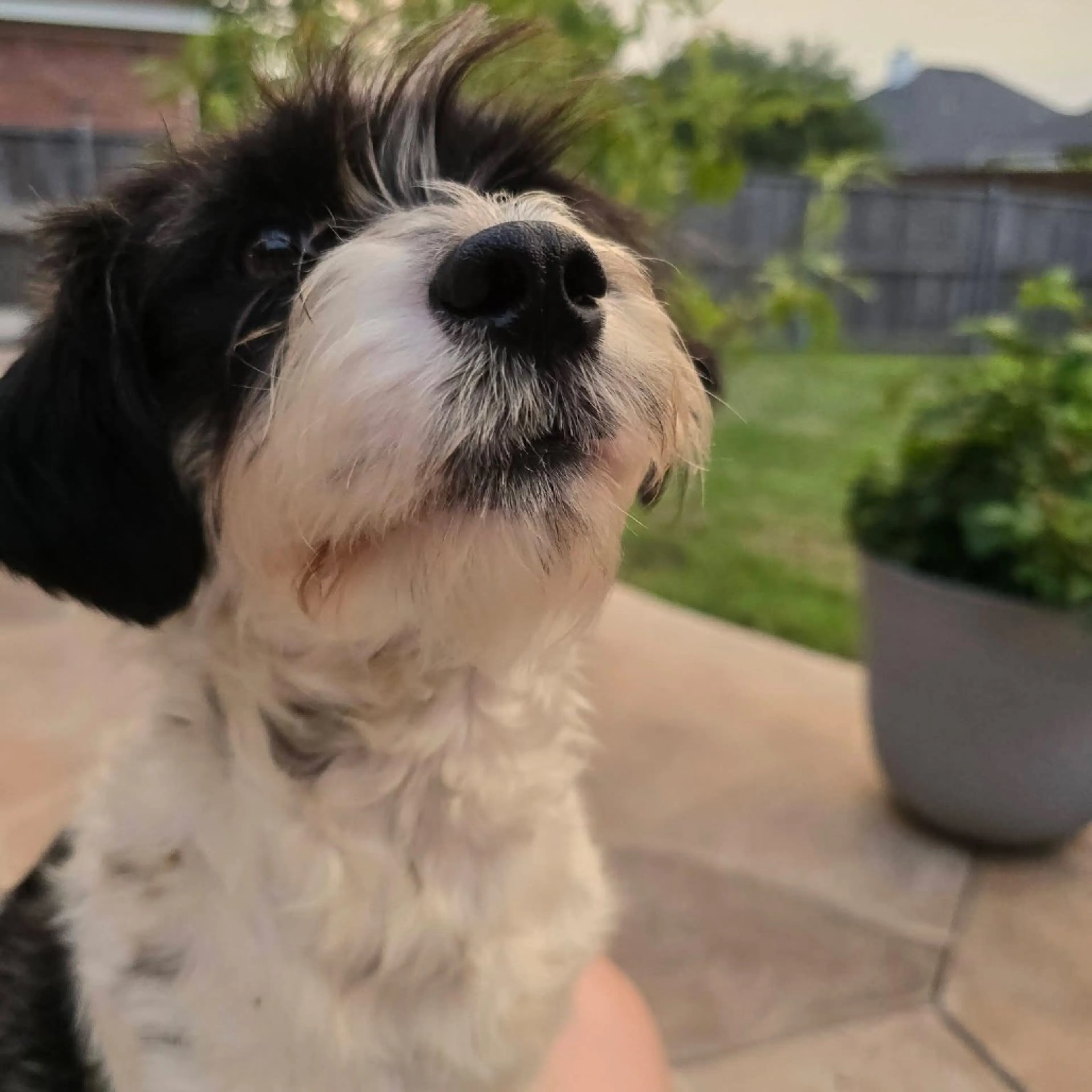 Found pet-13