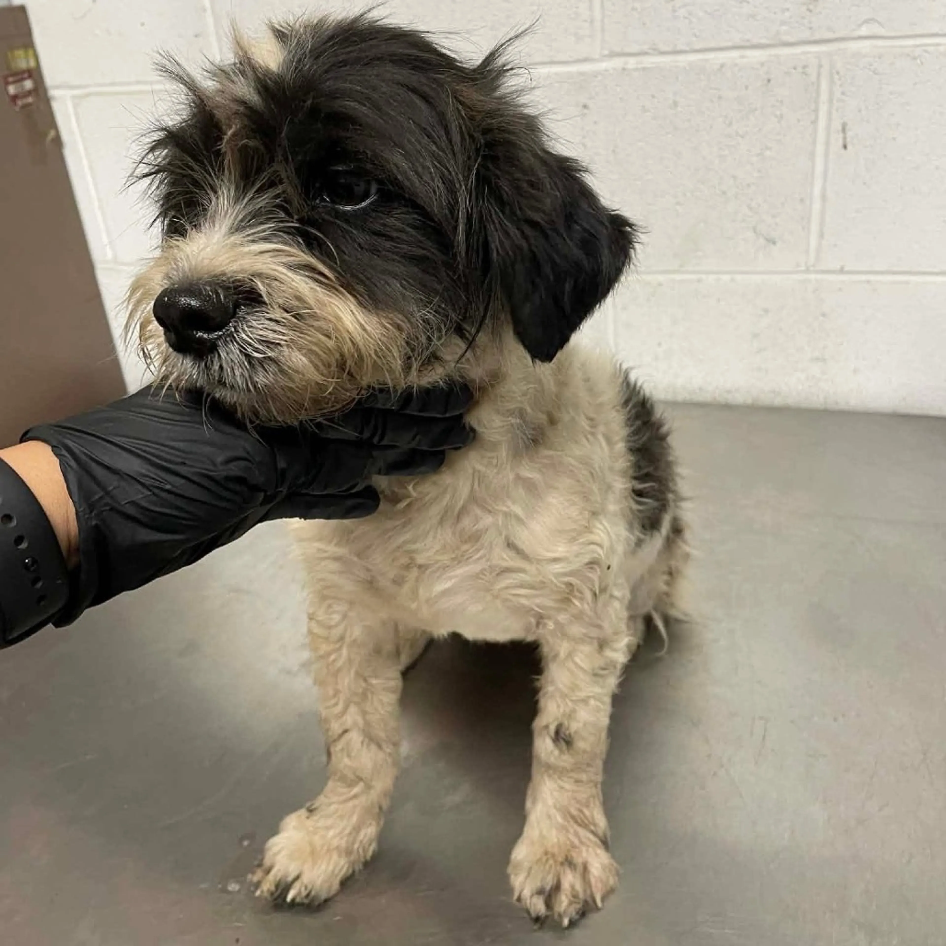 Found pet-5