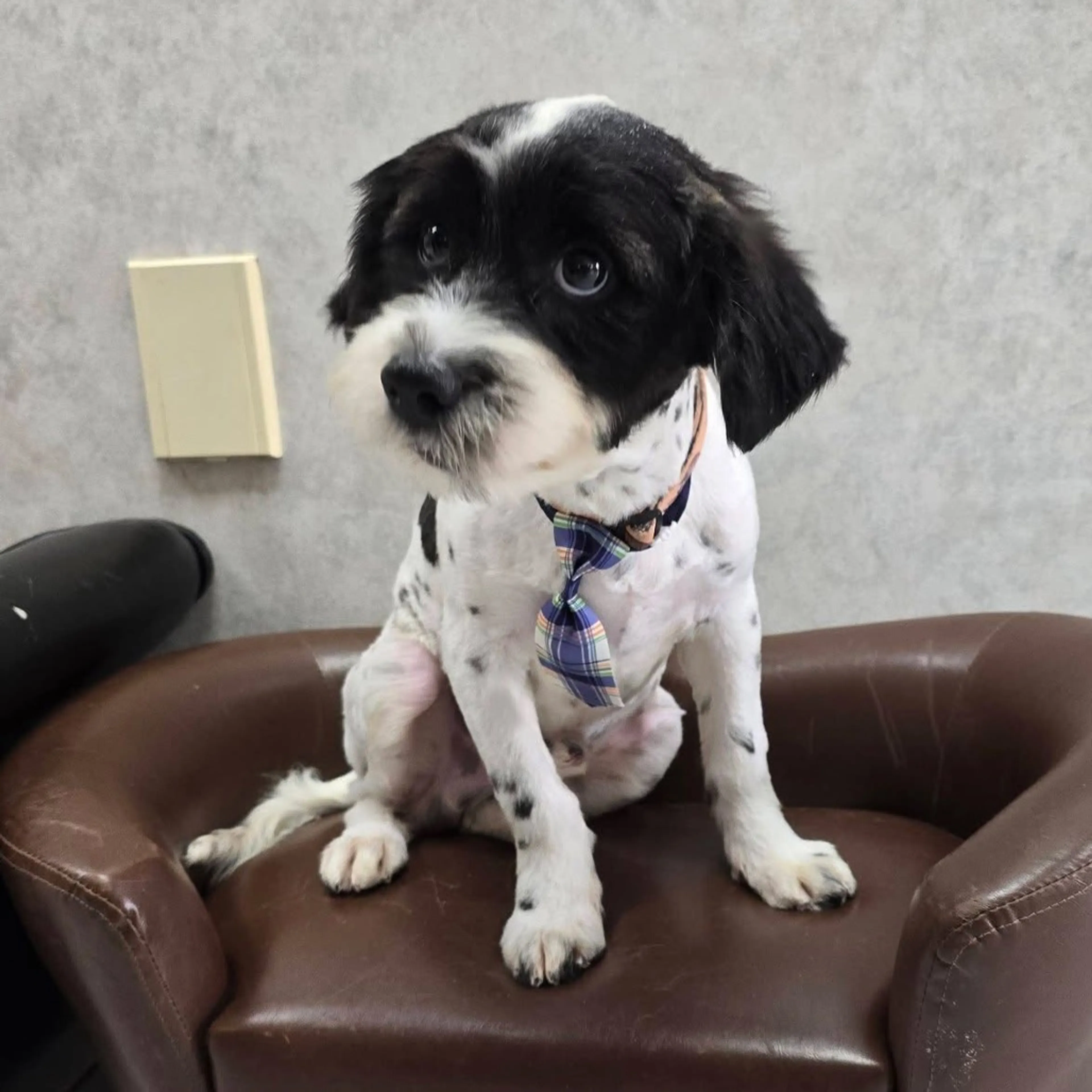 Found pet-20
