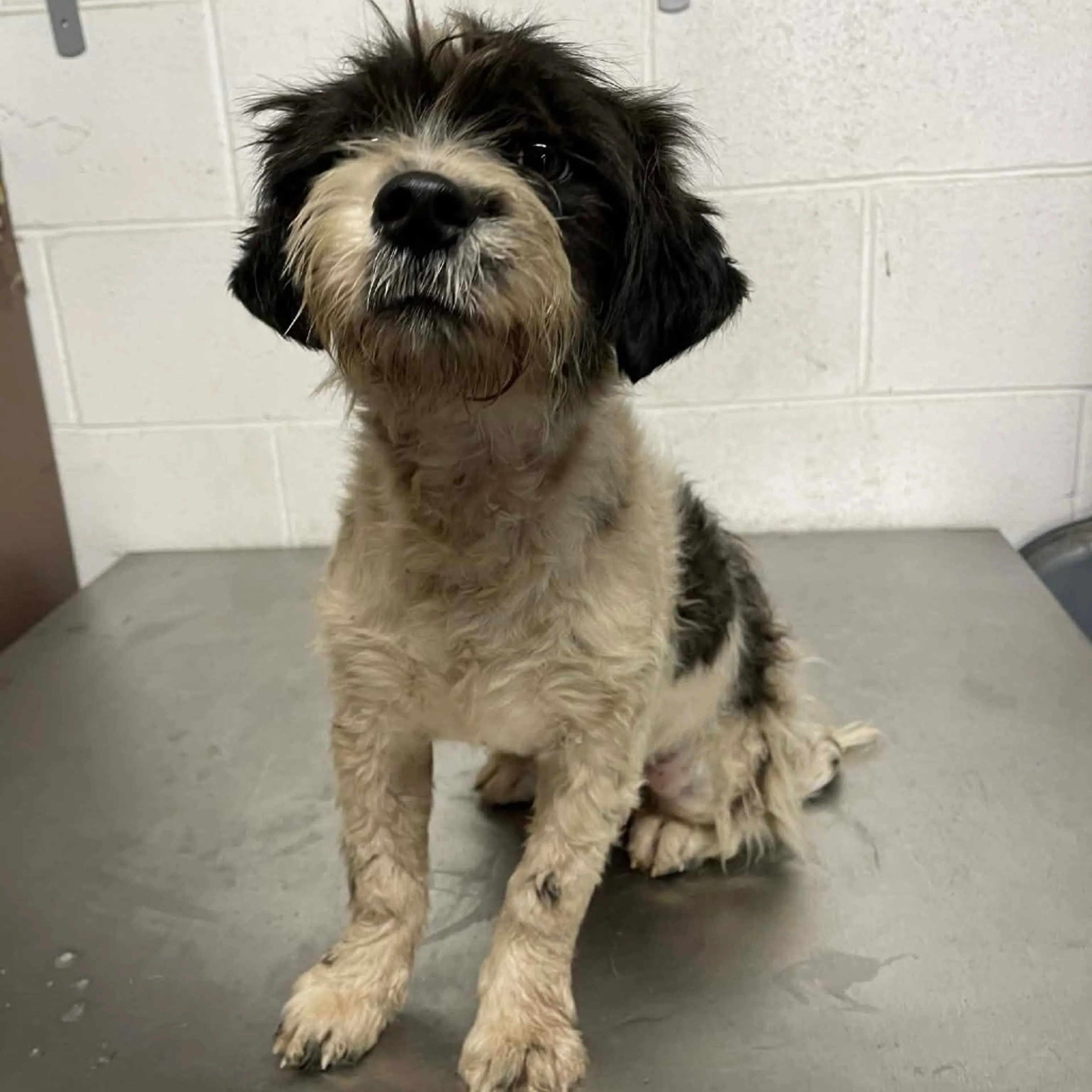 Found pet-4