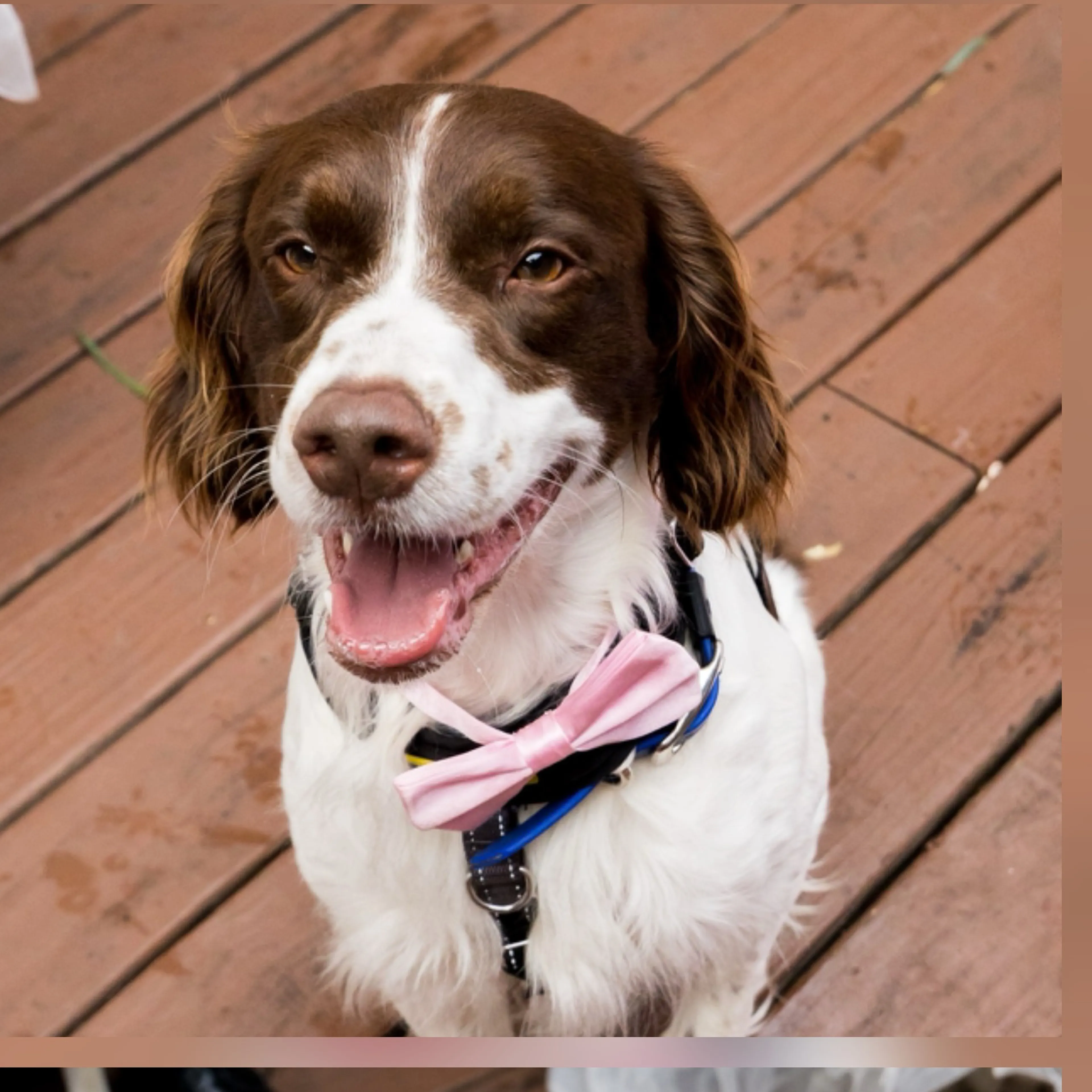 Lost pet-2