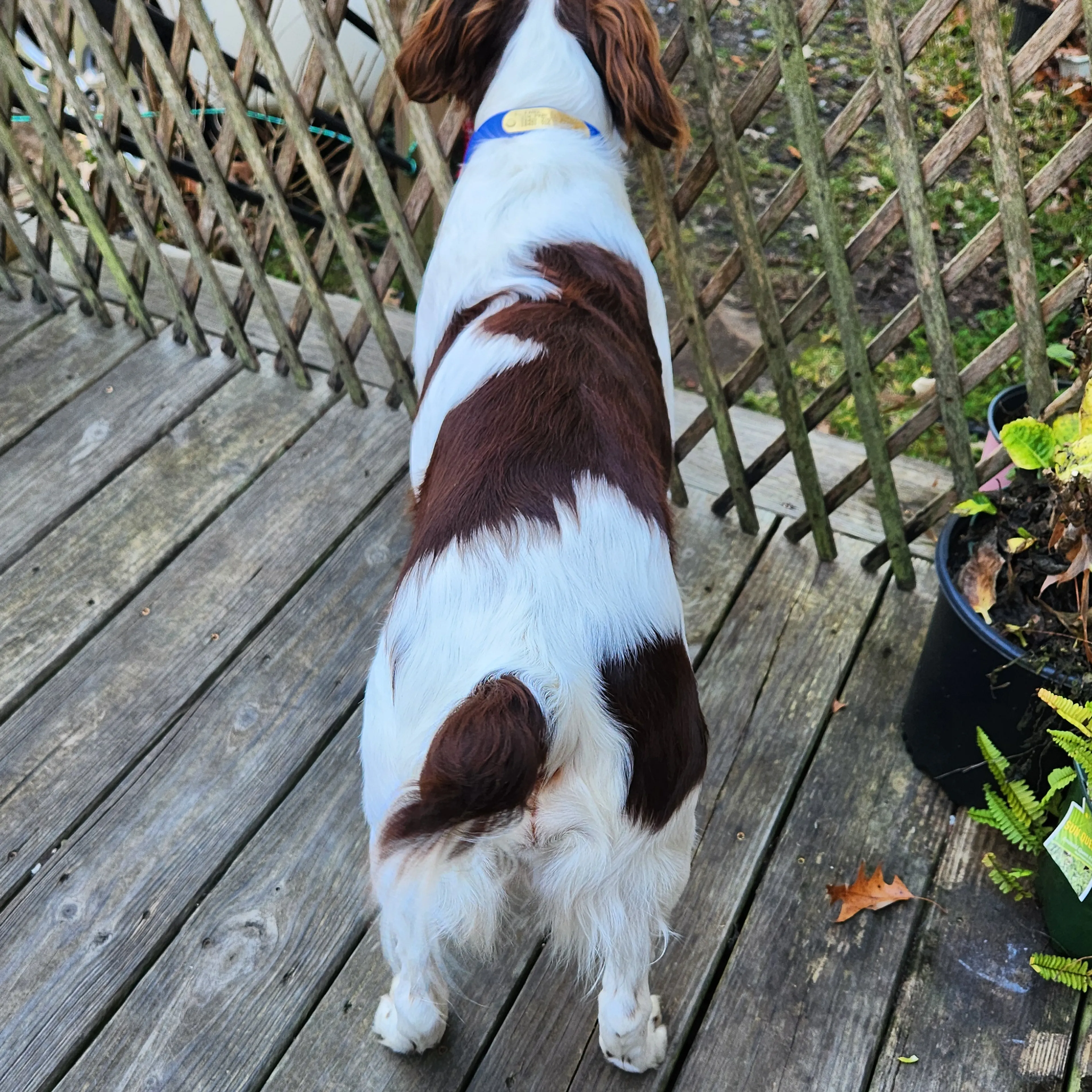 Lost pet-3