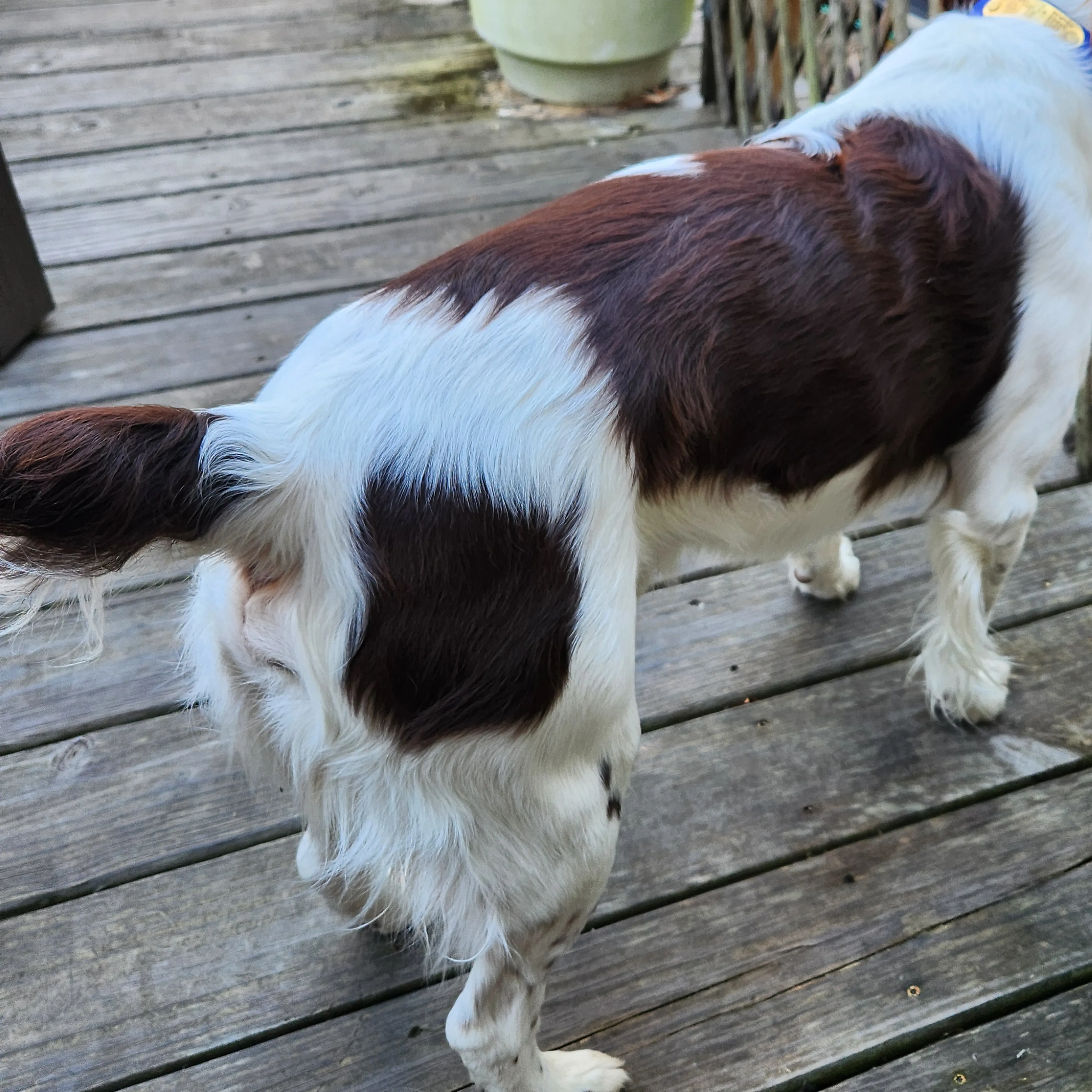 Lost pet-1