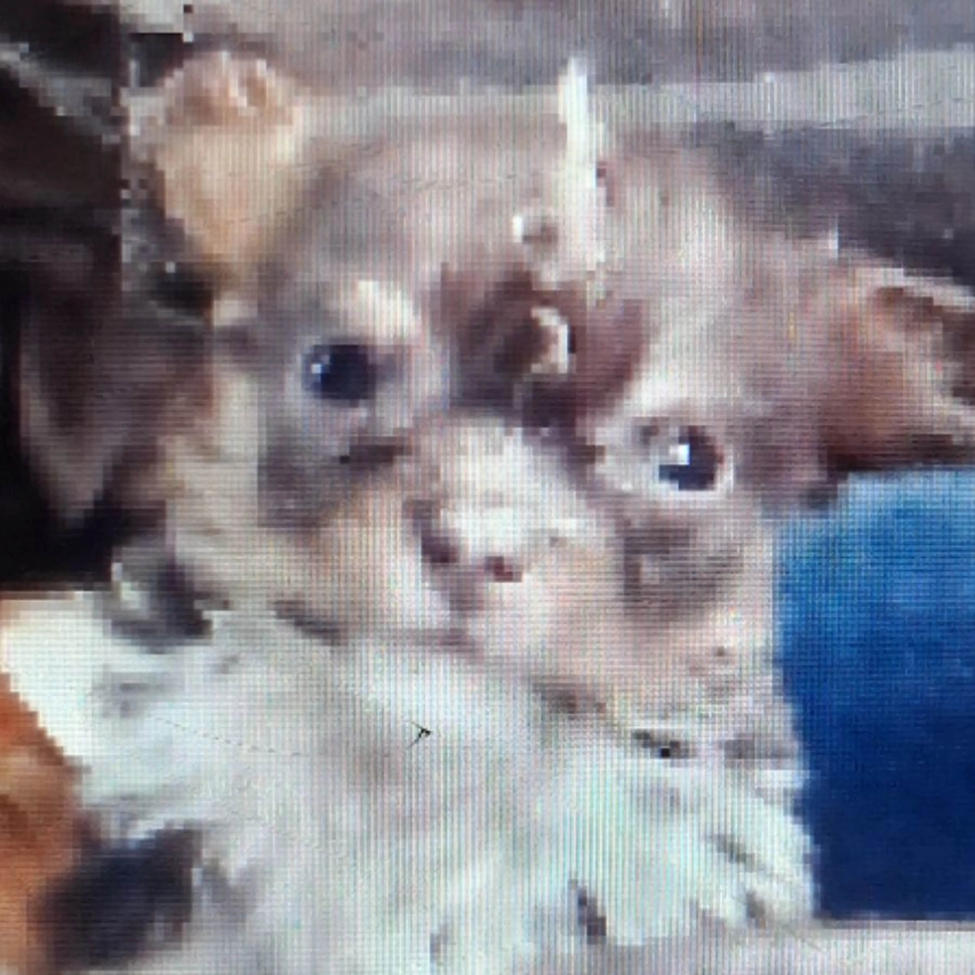 Lost pet