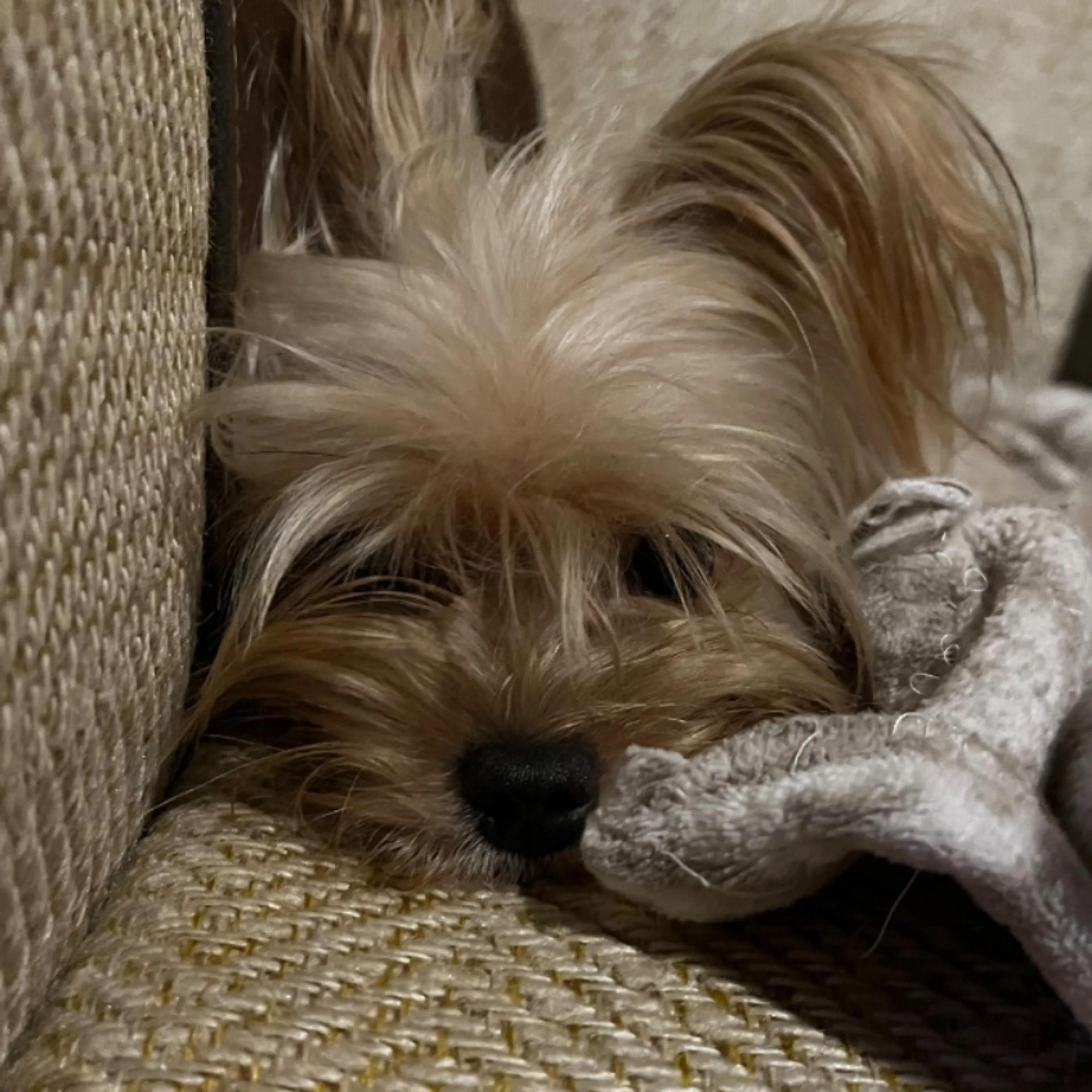 Lost pet