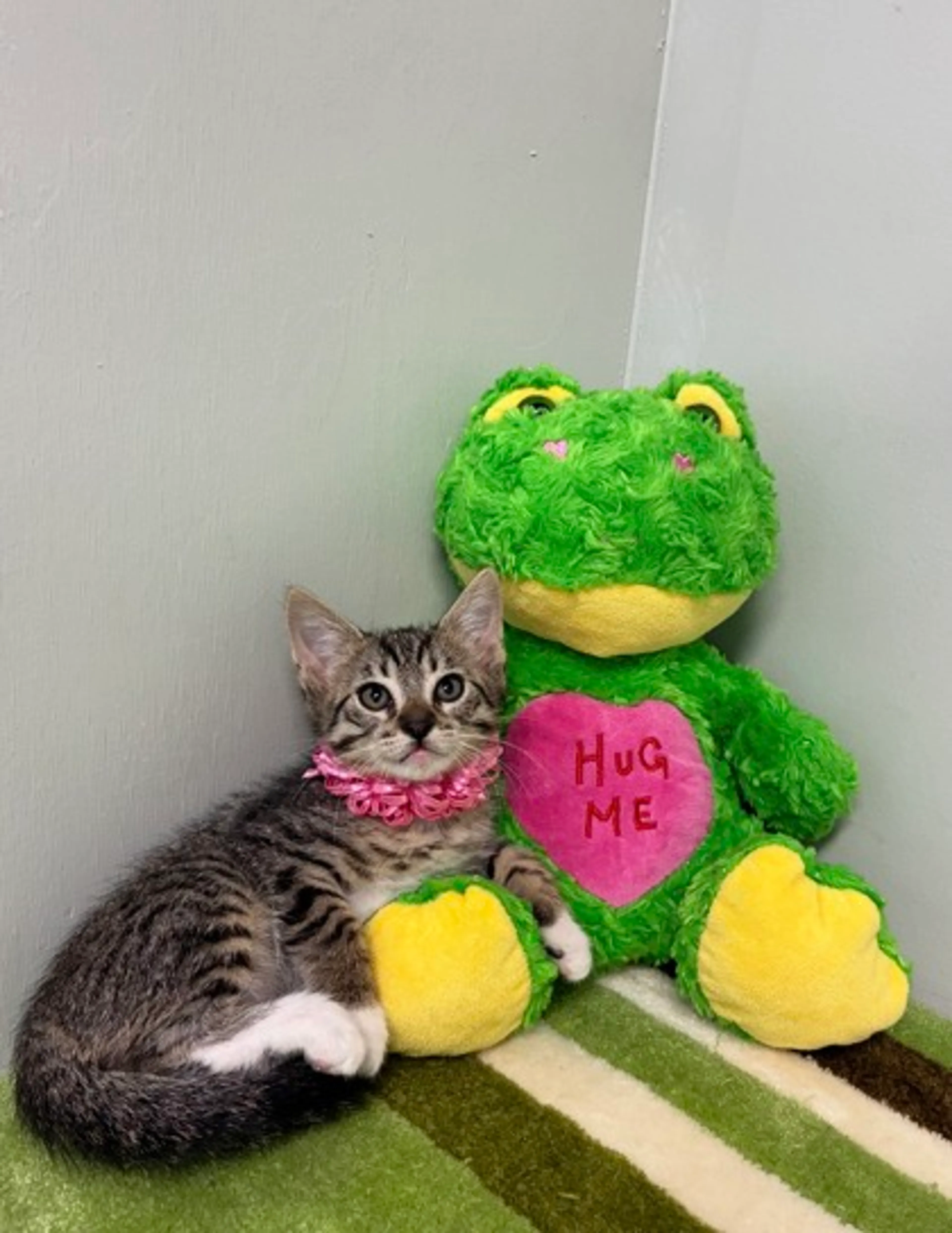 Found pet-1